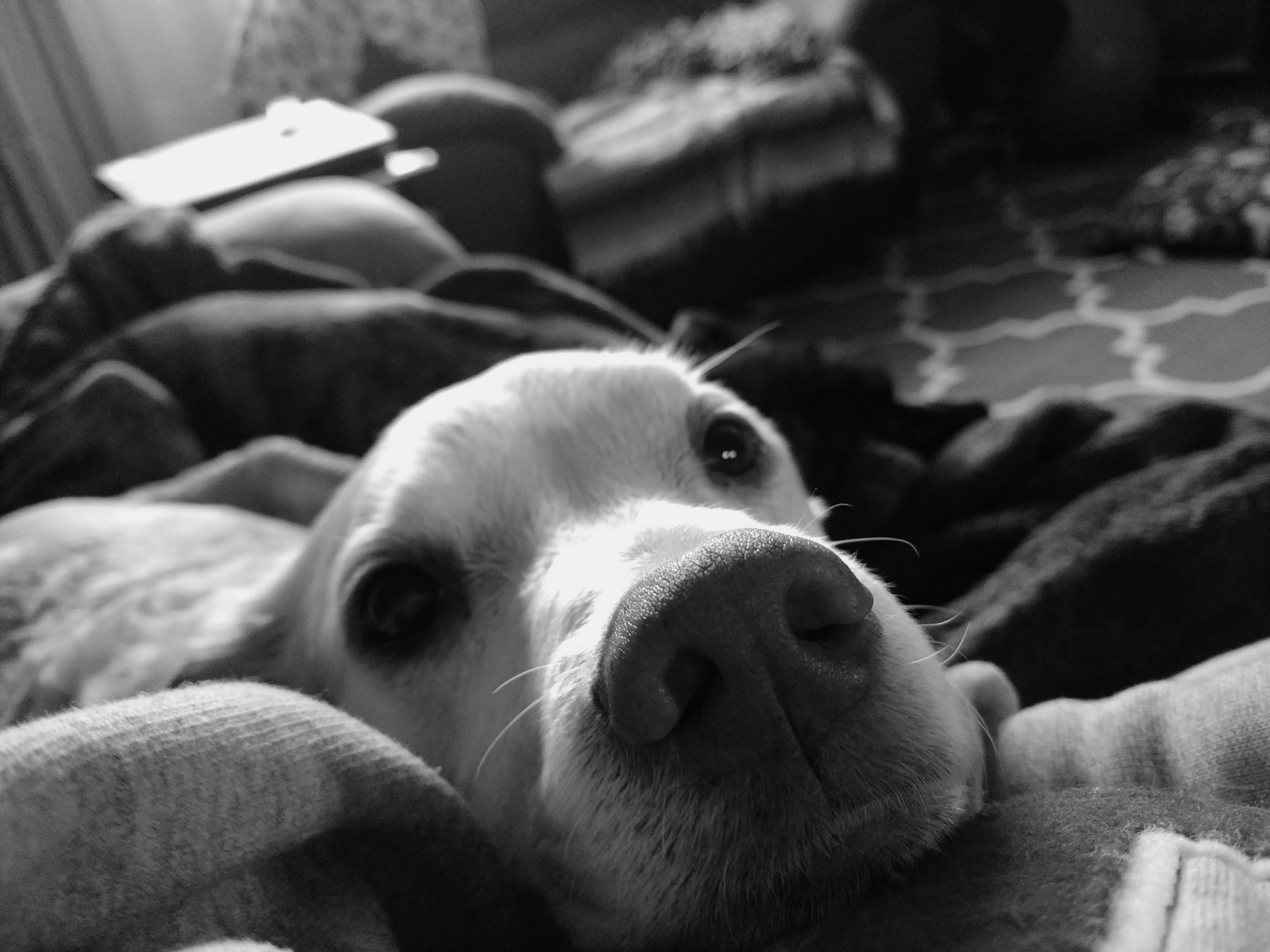 Motorola DROID Turbo 2 sample photo