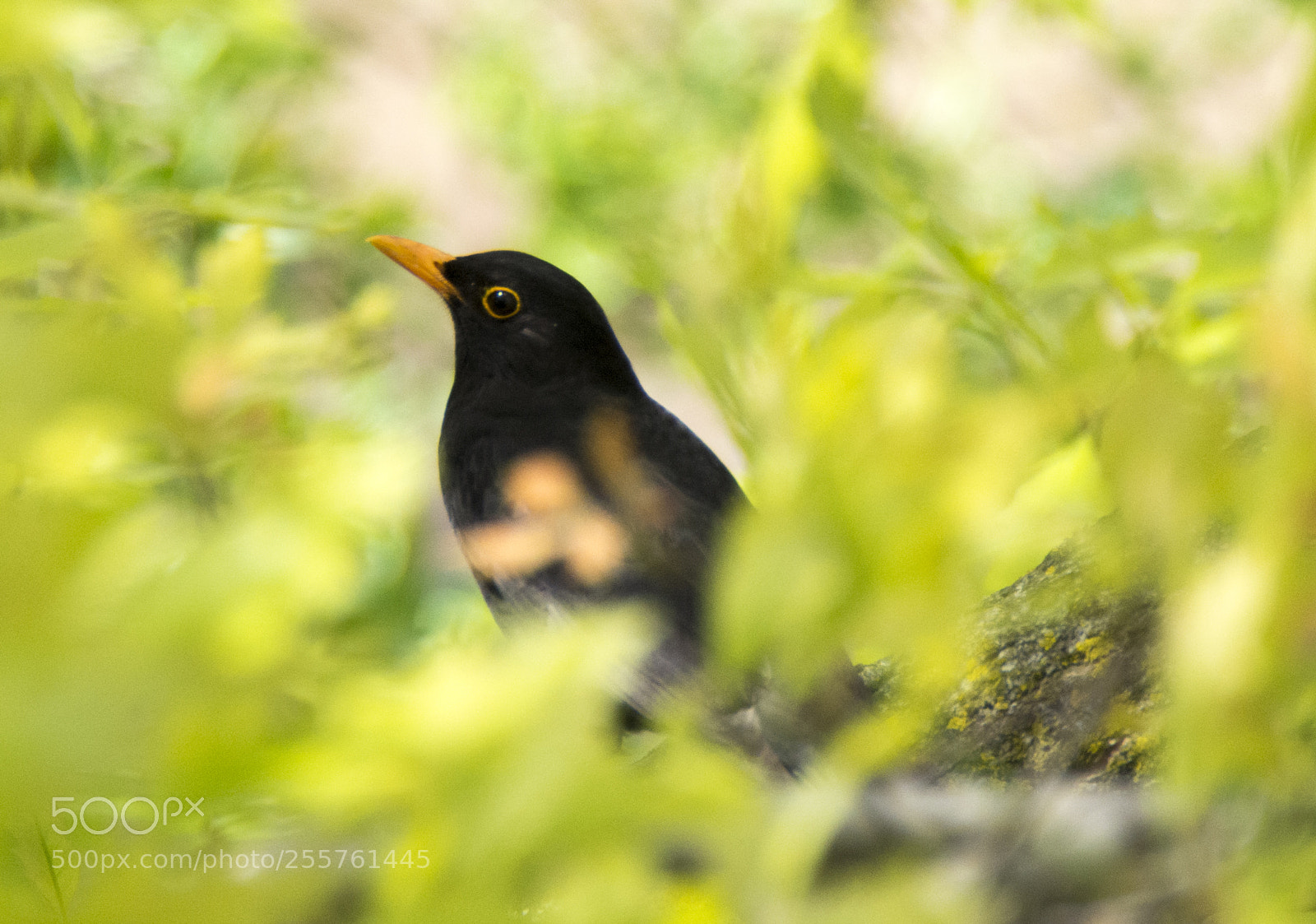 Nikon D7100 sample photo. Camouflage photography
