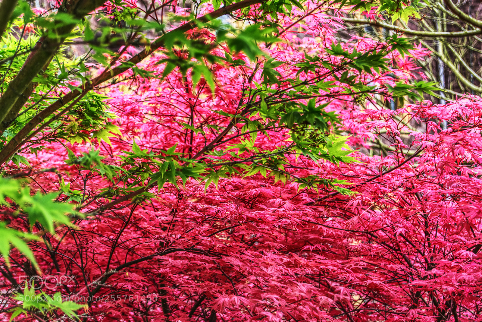 Nikon D3300 sample photo. Garden colours photography