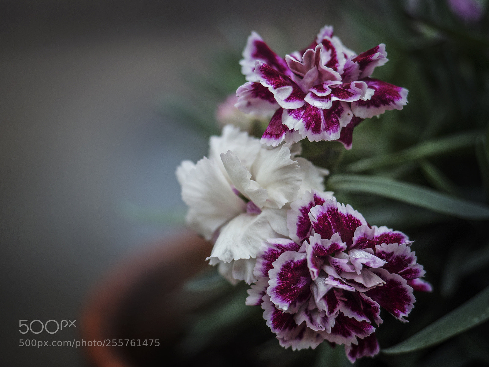 Olympus OM-D E-M5 II sample photo. Carnation photography