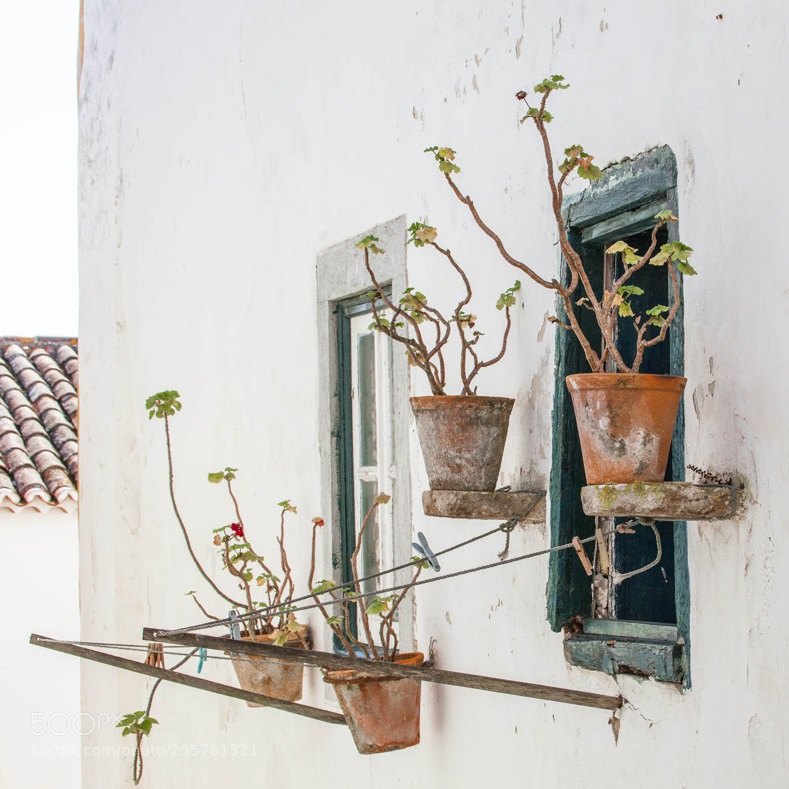 Canon EOS 5D Mark II sample photo. Potted plants photography