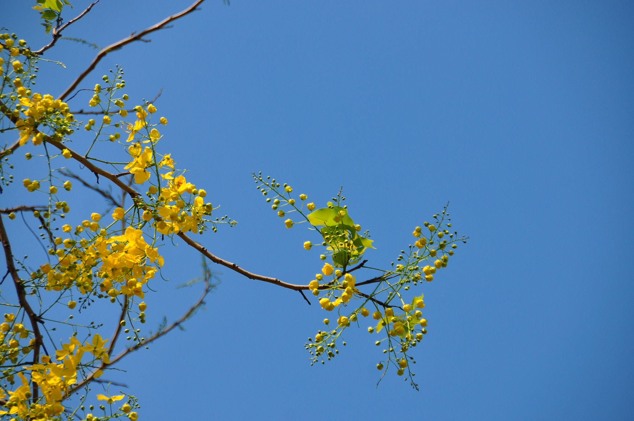 Nikon D90 sample photo. Yellow scorpion flowers photography