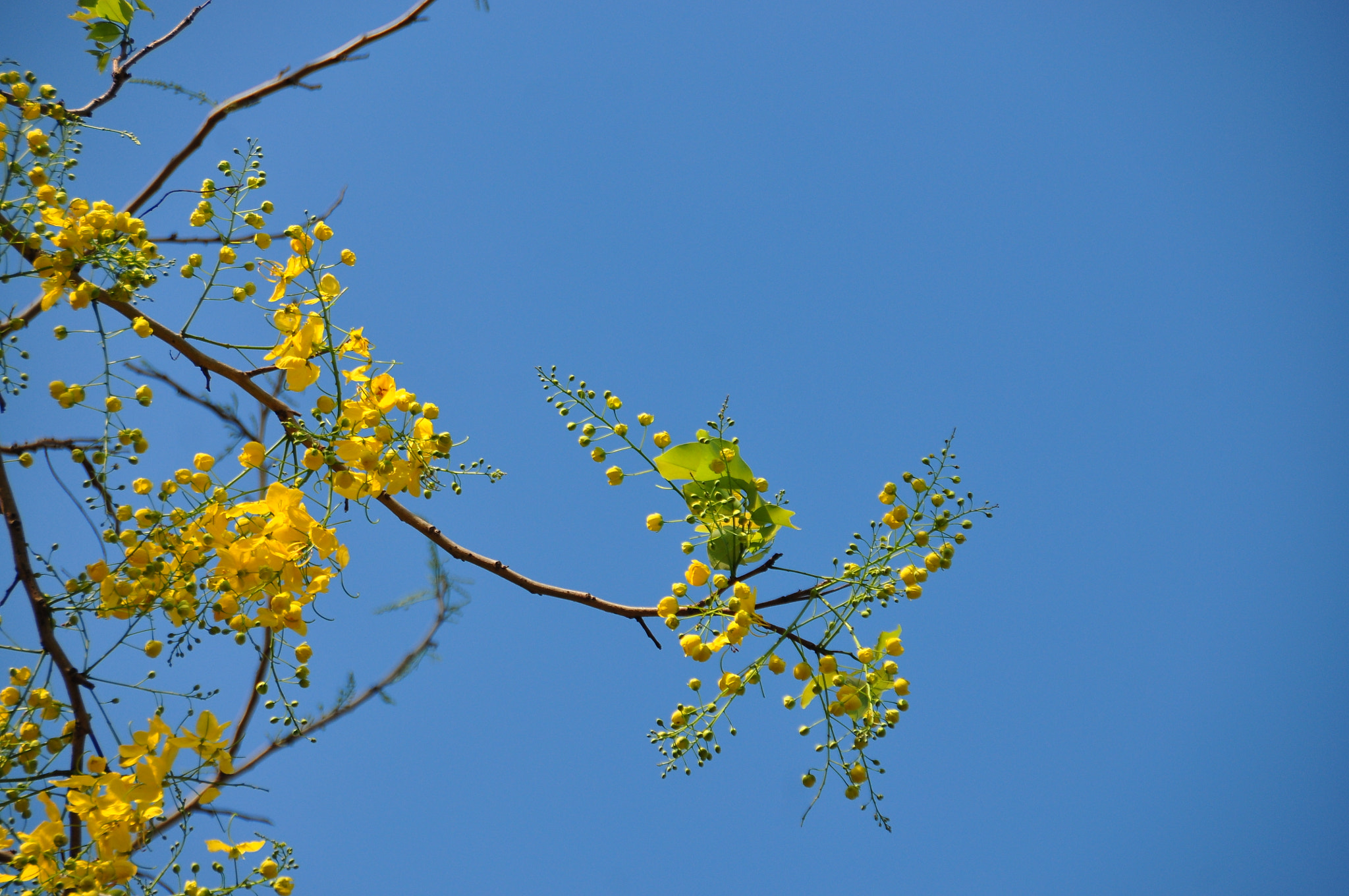 Nikon D90 + Nikon AF-S DX Nikkor 18-200mm F3.5-5.6G ED VR II sample photo. Yellow scorpion flowers photography