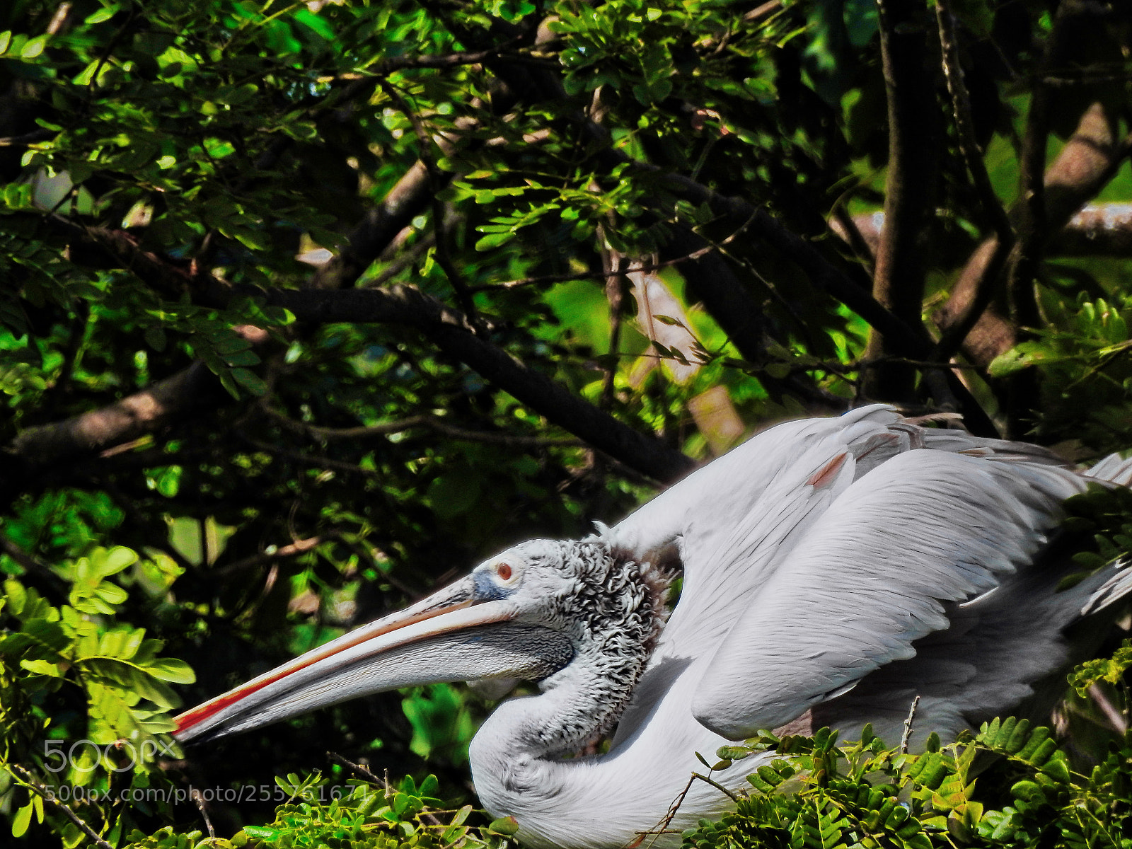 Nikon Coolpix P900 sample photo. Bird watching photography