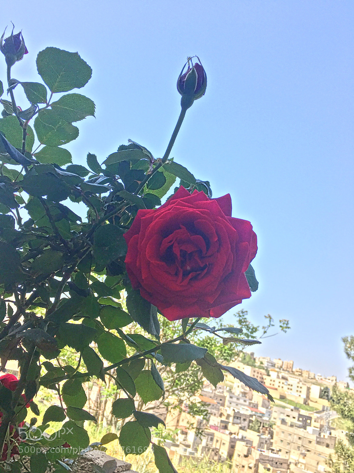 Apple iPhone 6s sample photo. Untitled photography