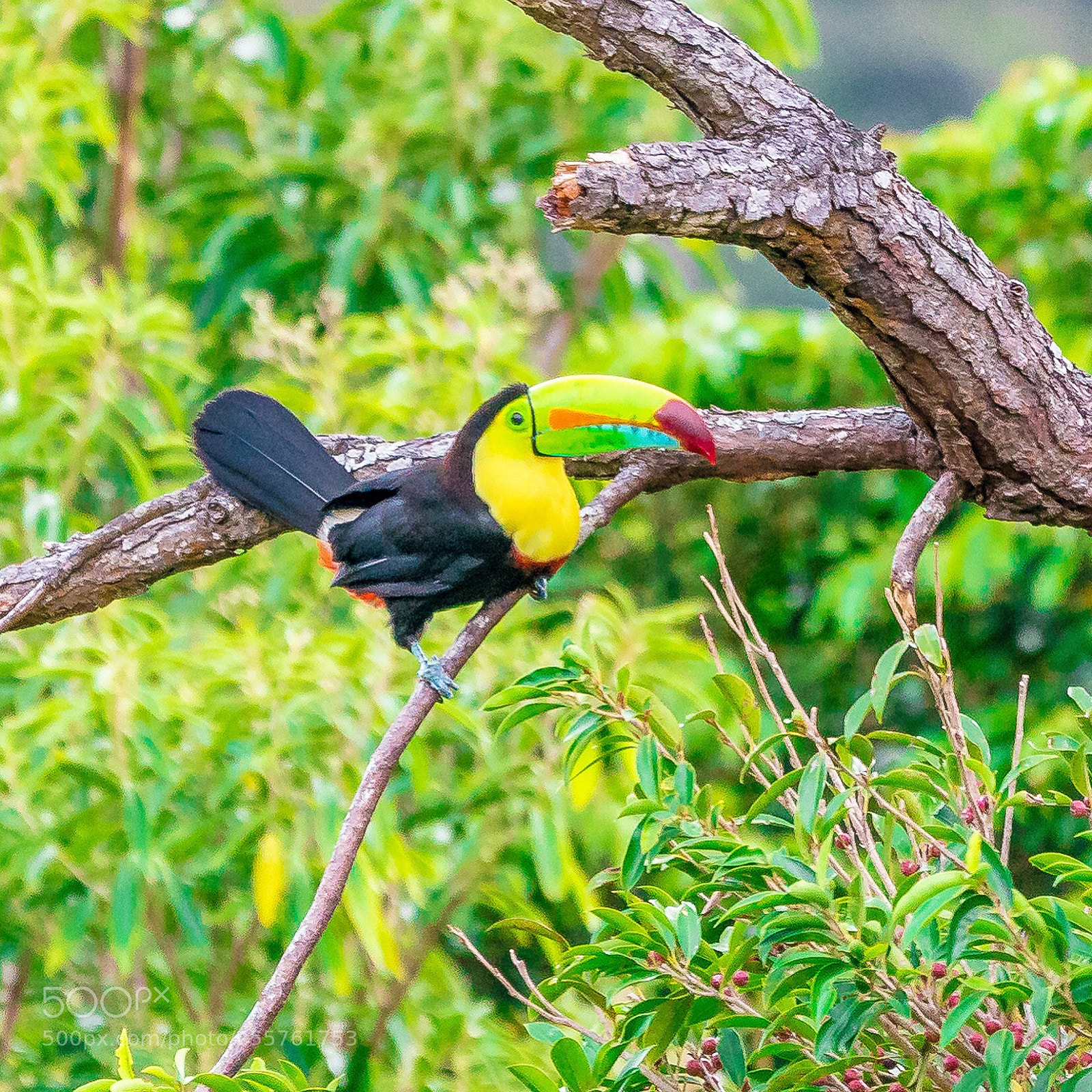 Sony a9 sample photo. Colorful tucan photography