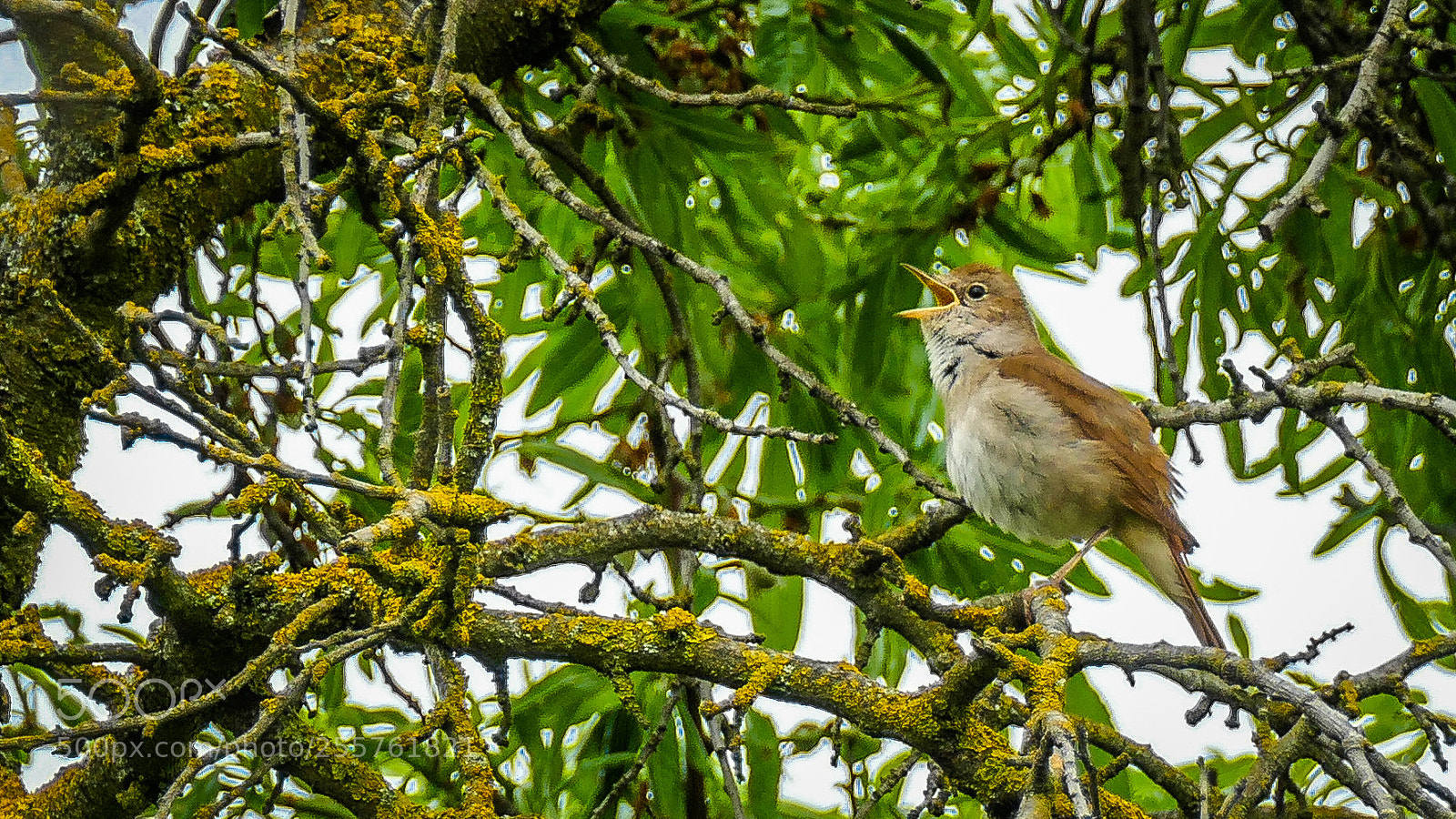 Panasonic Lumix DMC-FZ1000 sample photo. Pajaro cantarin photography