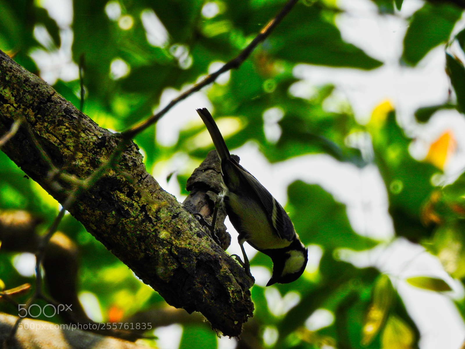 Nikon Coolpix P900 sample photo. Bird watching photography