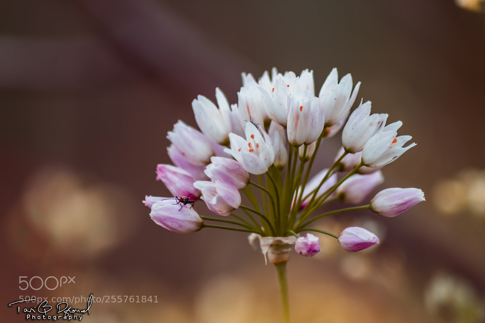Canon EOS 700D (EOS Rebel T5i / EOS Kiss X7i) sample photo. Nature flowers bouquet photography