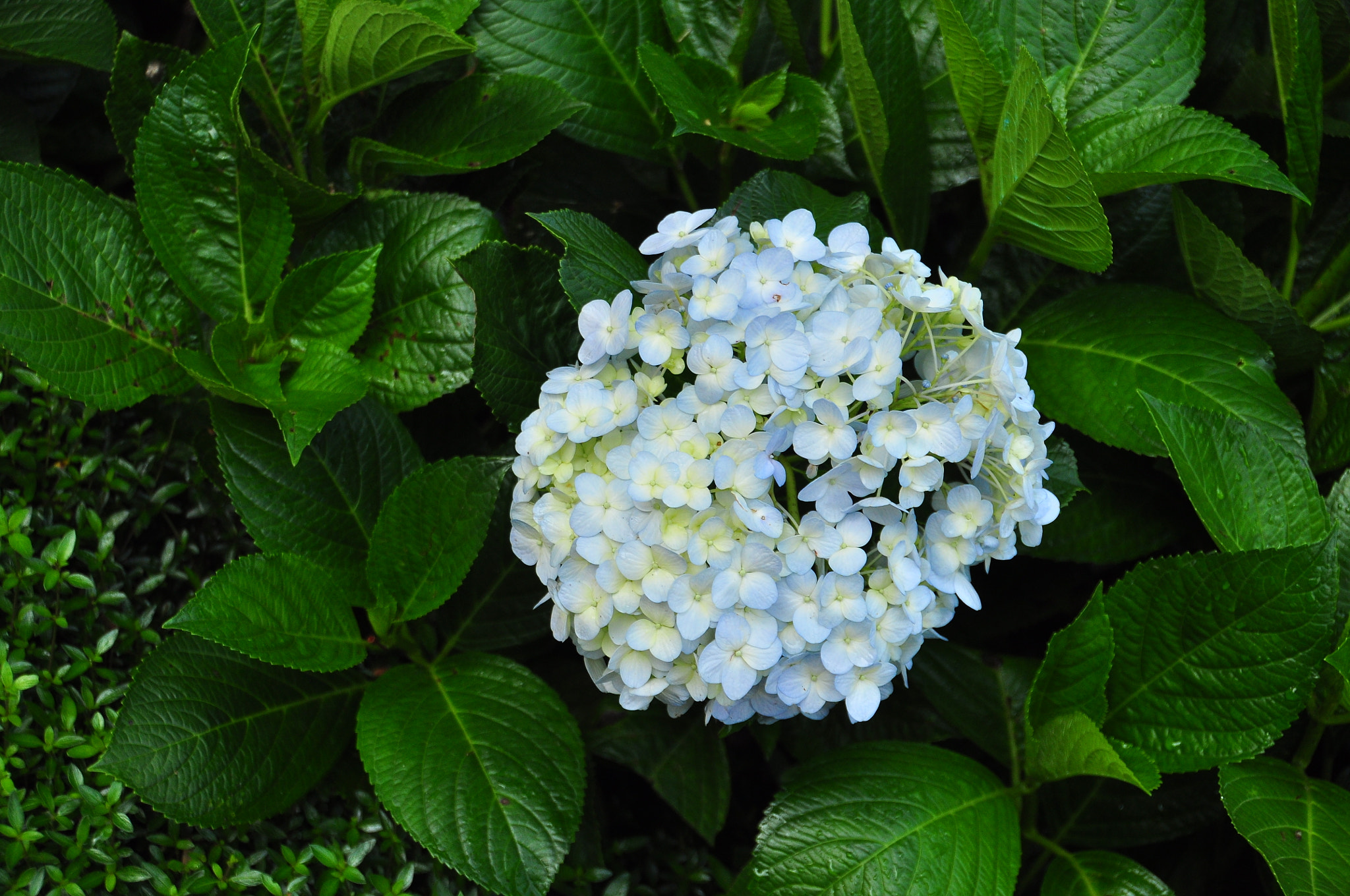 Nikon D90 sample photo. Hydrangeas (4) photography