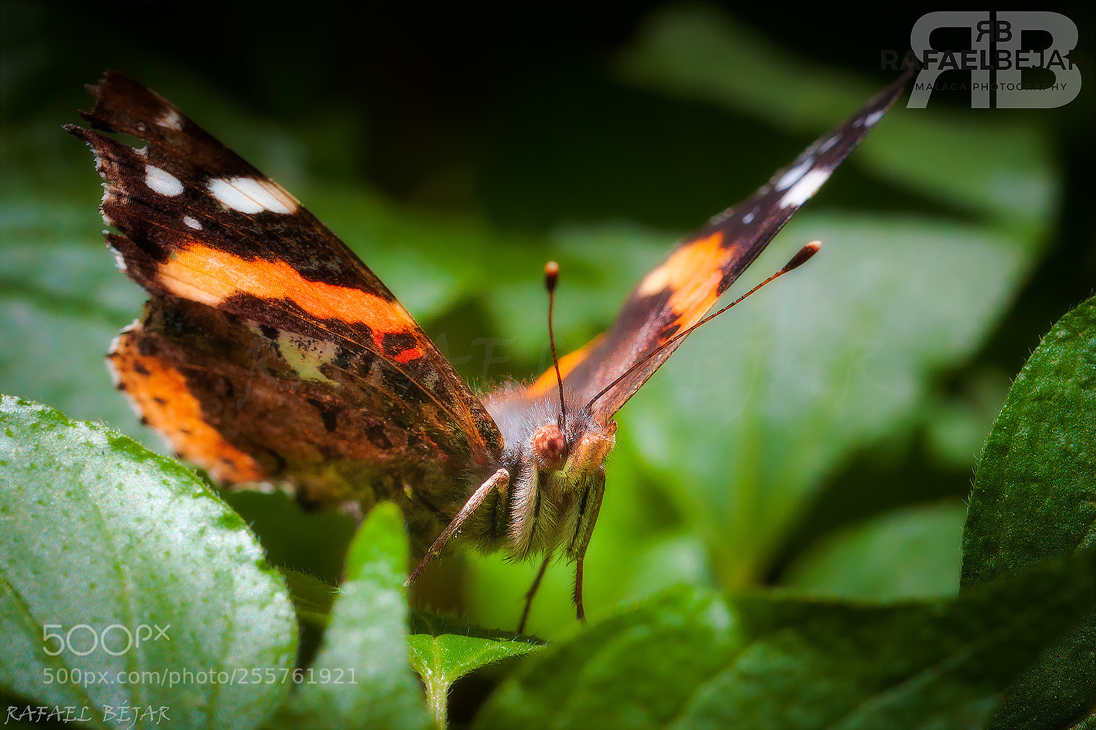Nikon D90 sample photo. Mariposa photography