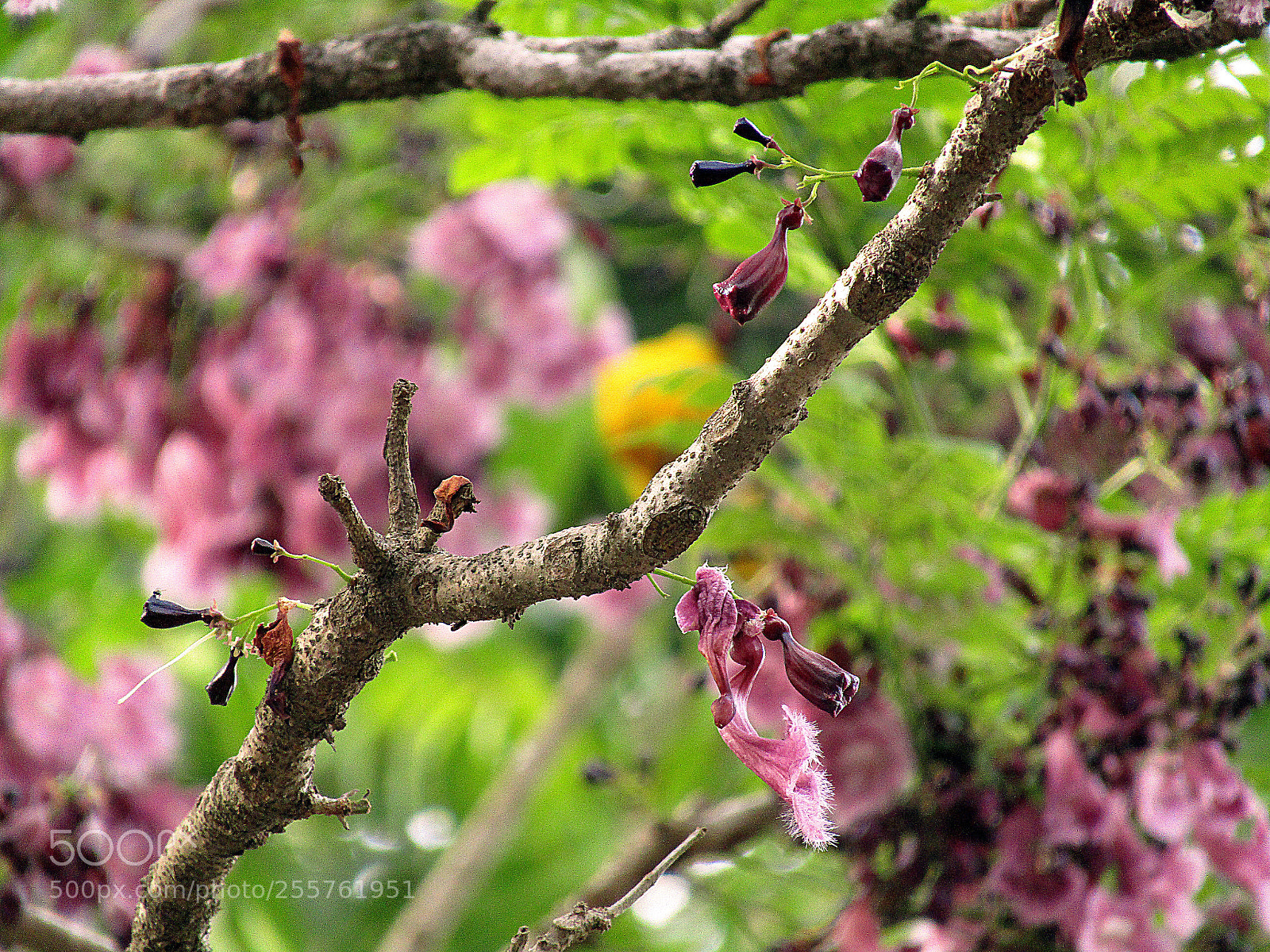 Canon PowerShot SX410 IS sample photo. Untitled photography