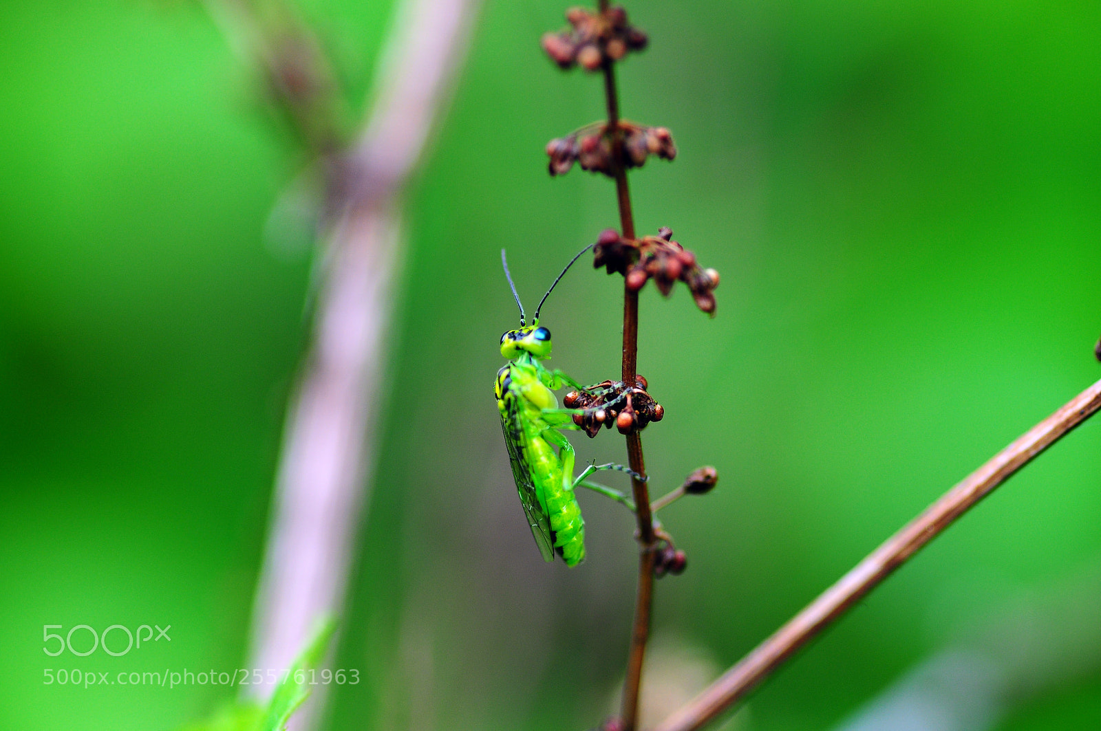 Nikon D90 sample photo. I don't know his photography
