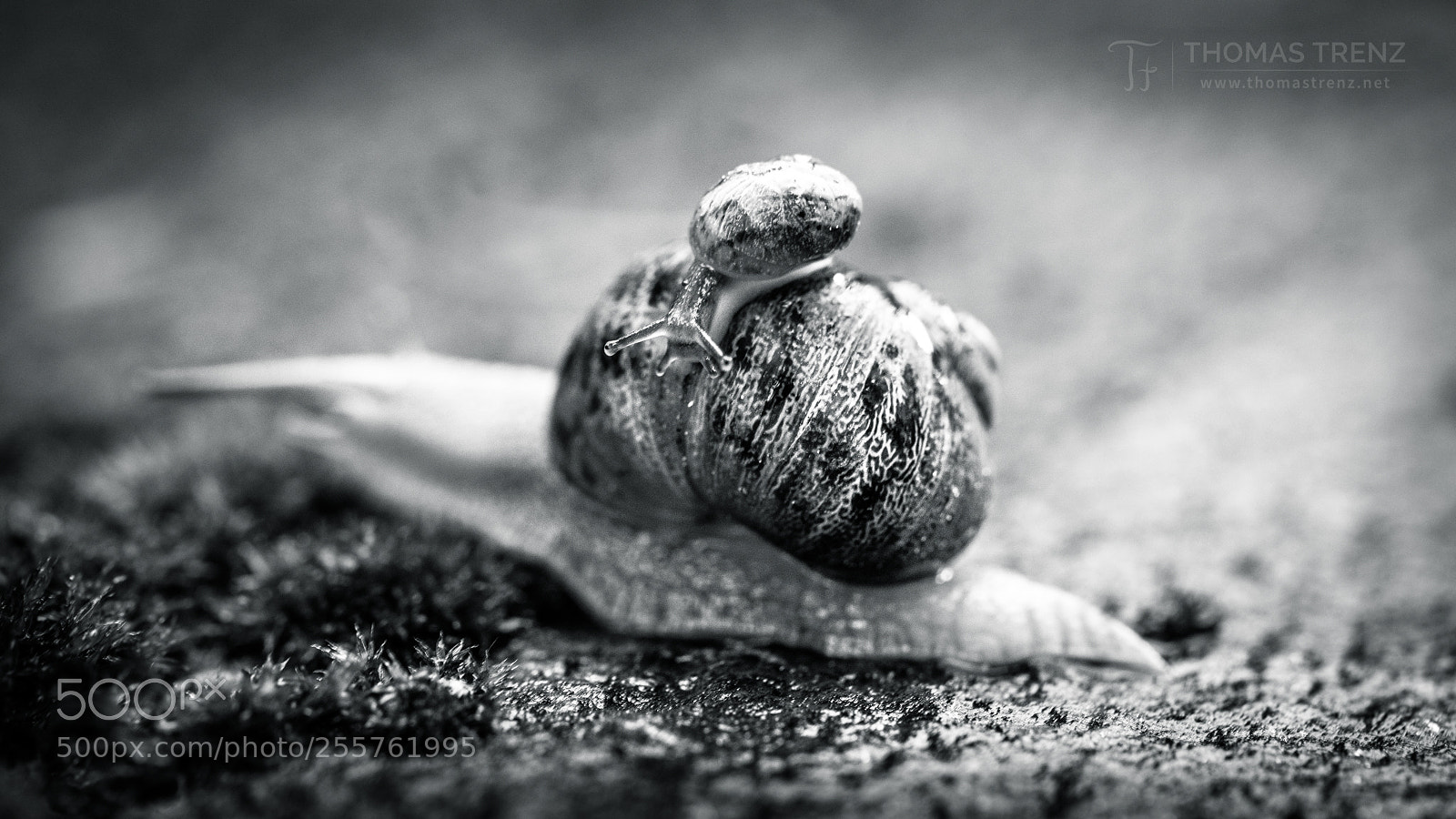 Nikon D600 sample photo. Snail transport bw photography