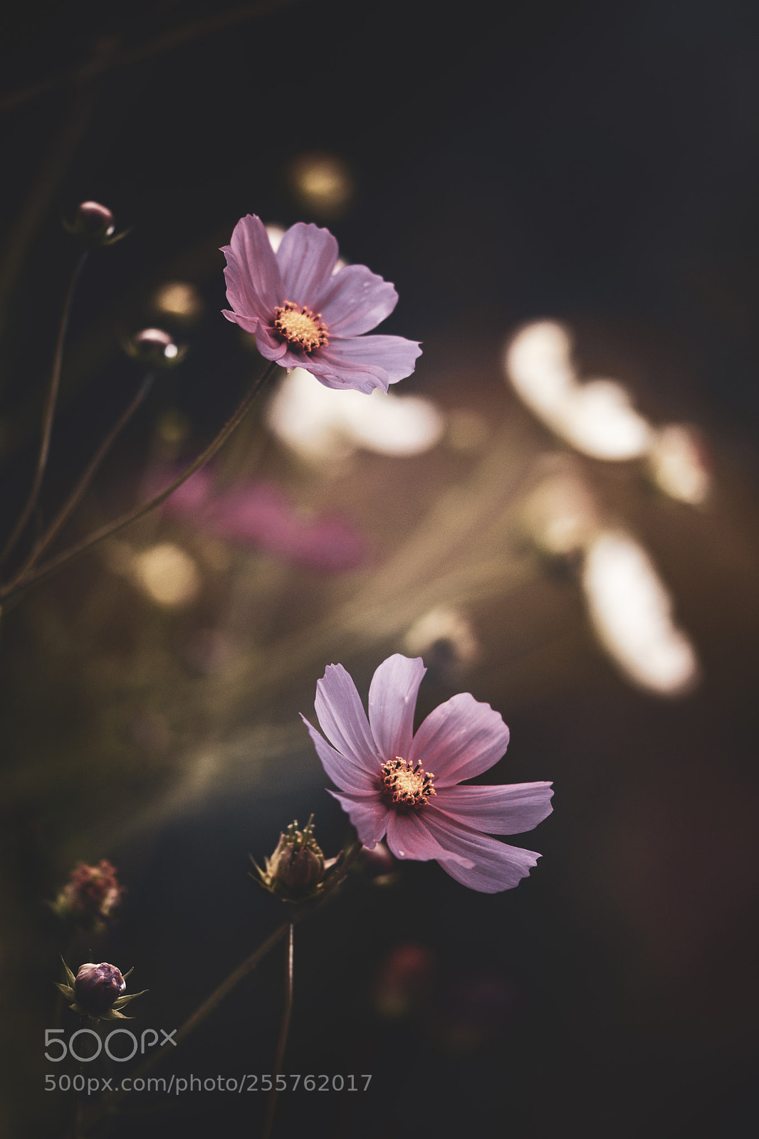 Nikon D7100 sample photo. Night in the garden photography