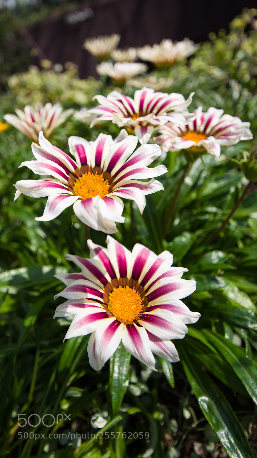 Nikon D600 sample photo. Spring photography