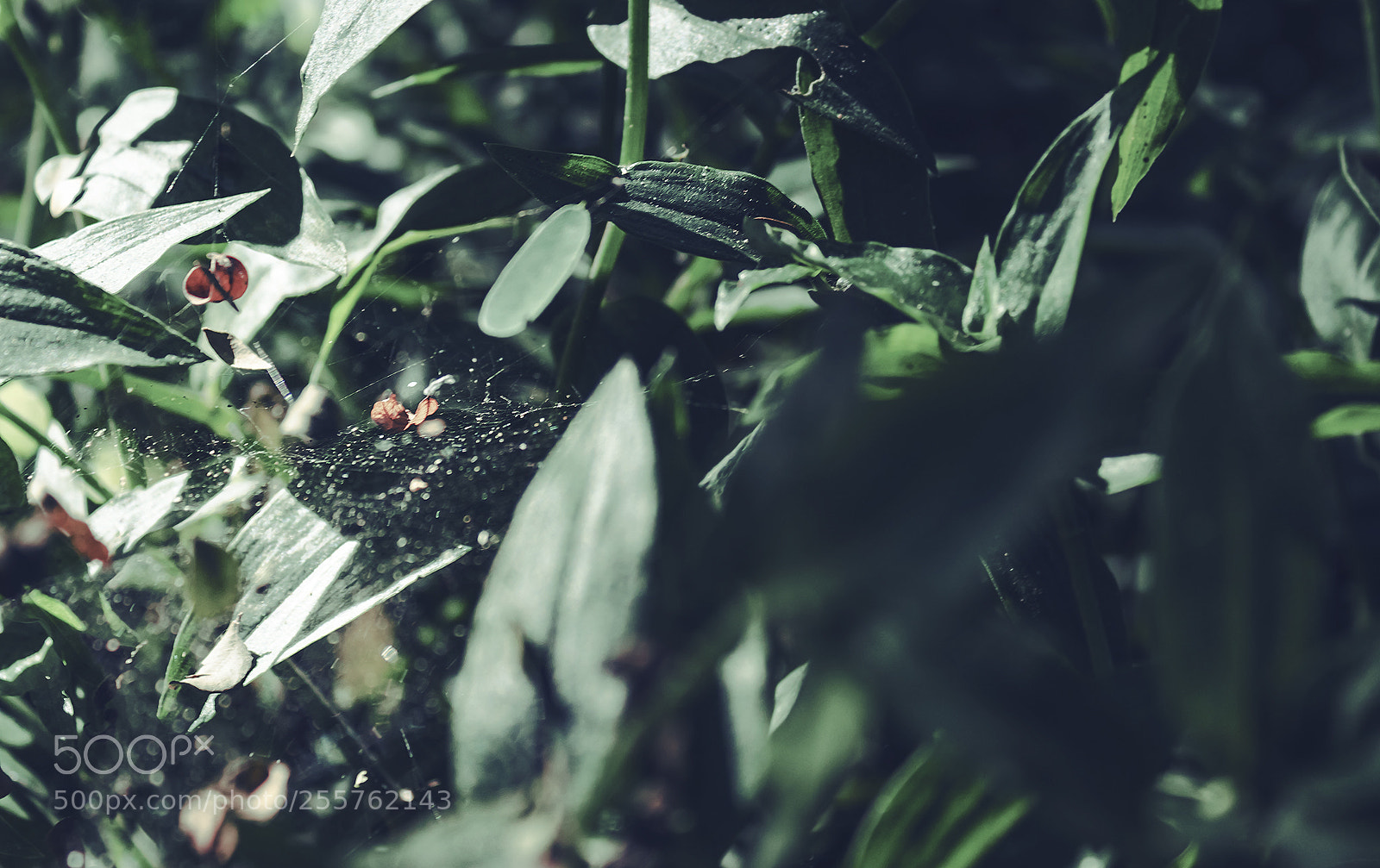 Canon EOS 1300D (EOS Rebel T6 / EOS Kiss X80) sample photo. Spider web photography