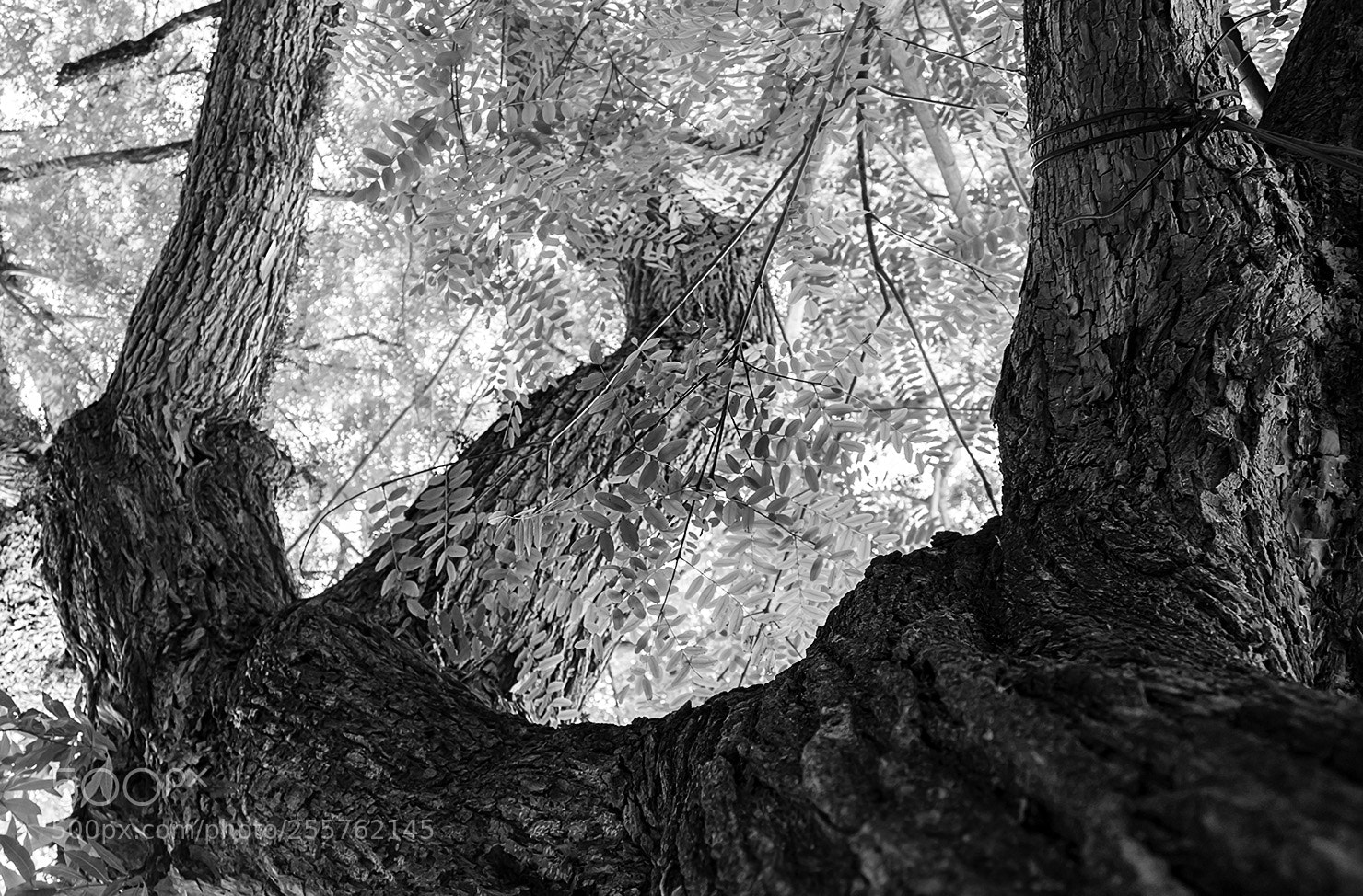 Canon EOS 1300D (EOS Rebel T6 / EOS Kiss X80) sample photo. Twisted tree photography