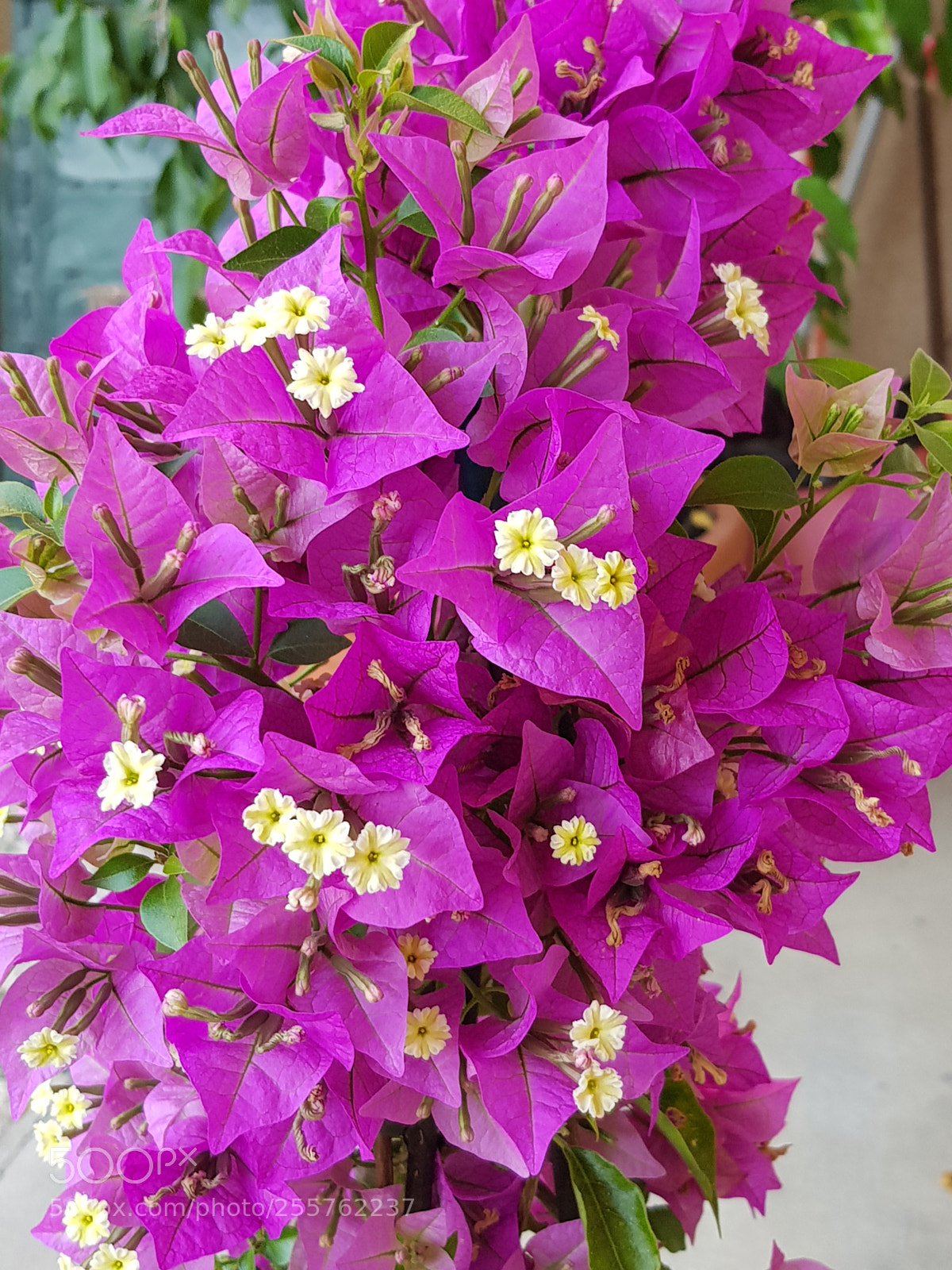 Samsung Galaxy S8 sample photo. Untitled photography