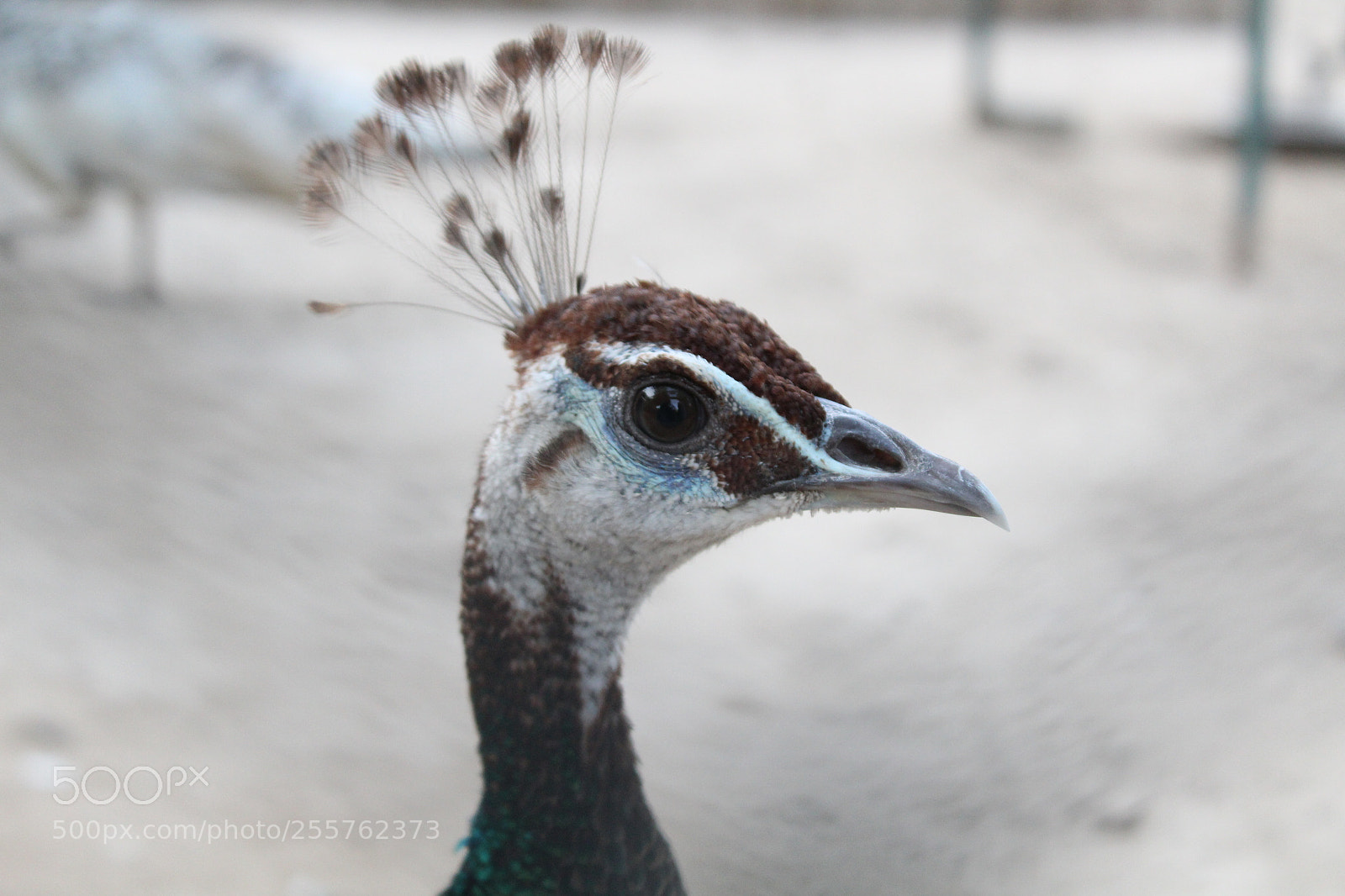 Canon EOS 1300D (EOS Rebel T6 / EOS Kiss X80) sample photo. Headshot of beautiful peacock photography