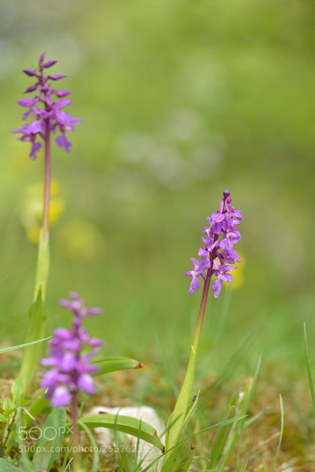 Nikon D800 sample photo. In the nature photography