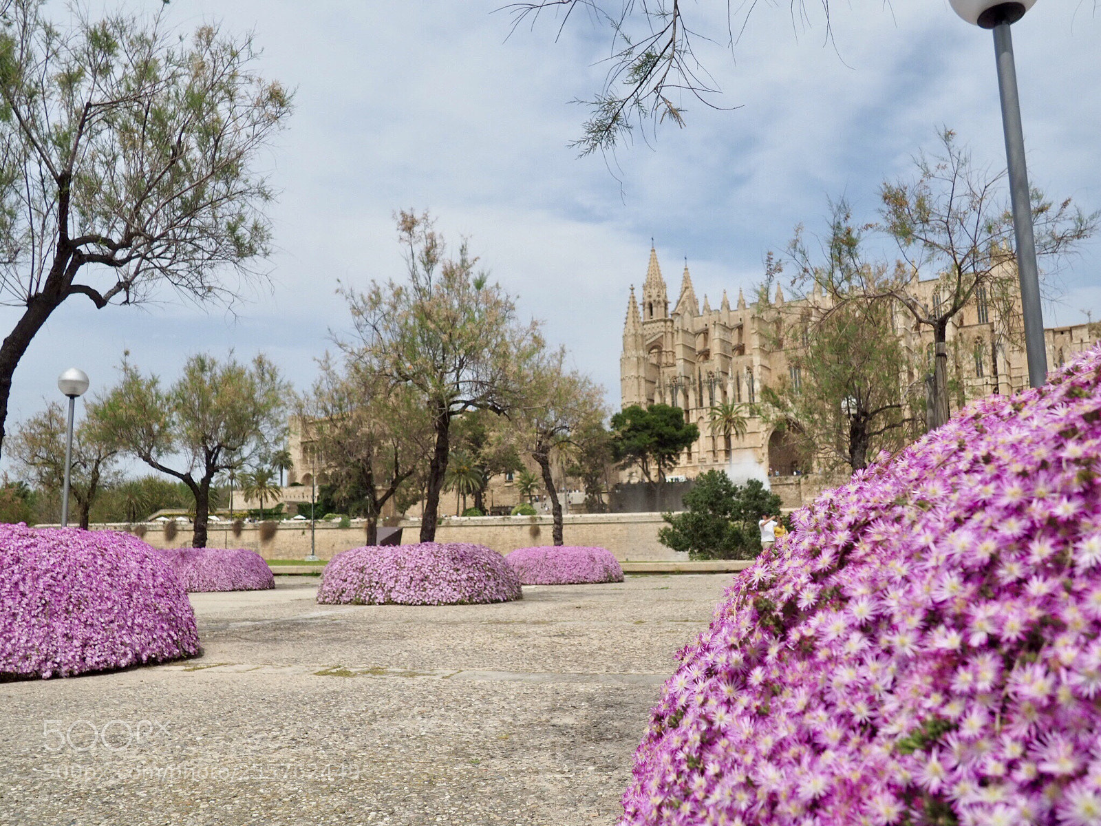 Olympus OM-D E-M10 III sample photo. Palma  photography