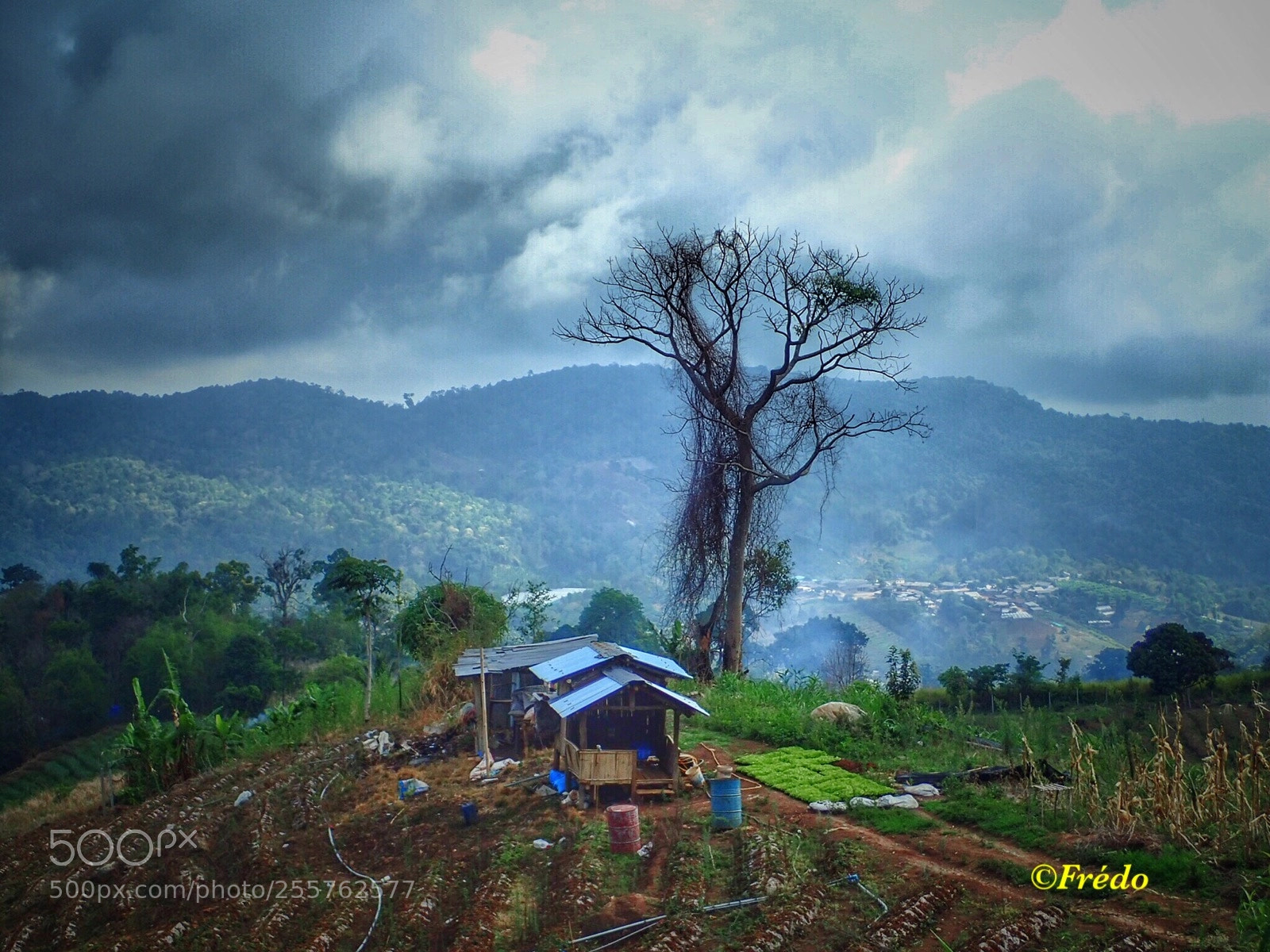 Olympus TG-4 sample photo. Lonely tree photography