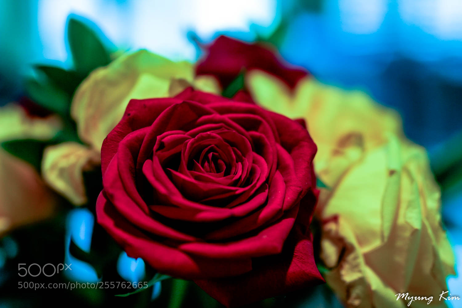 Canon EOS 60D sample photo. Img photography