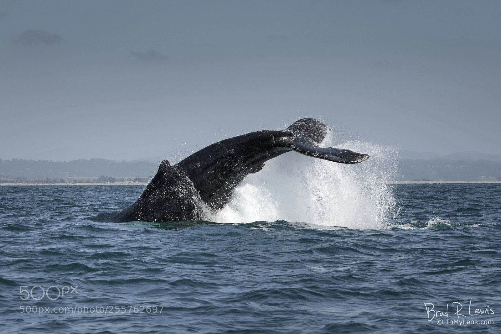 Nikon D5 sample photo. Humpback whale - playing photography