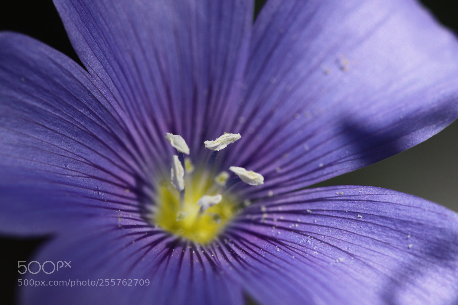 Canon EOS 50D sample photo. Purple spring photography