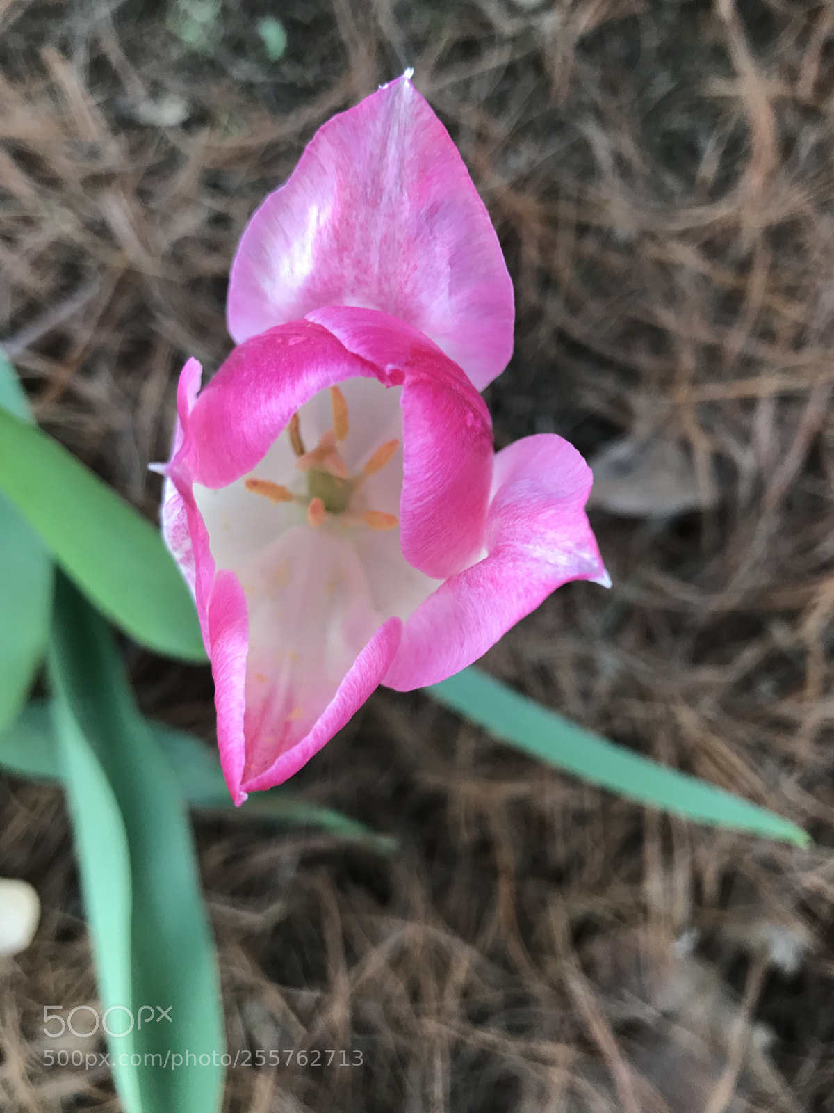 Apple iPhone 7 Plus sample photo. A sign spring has photography