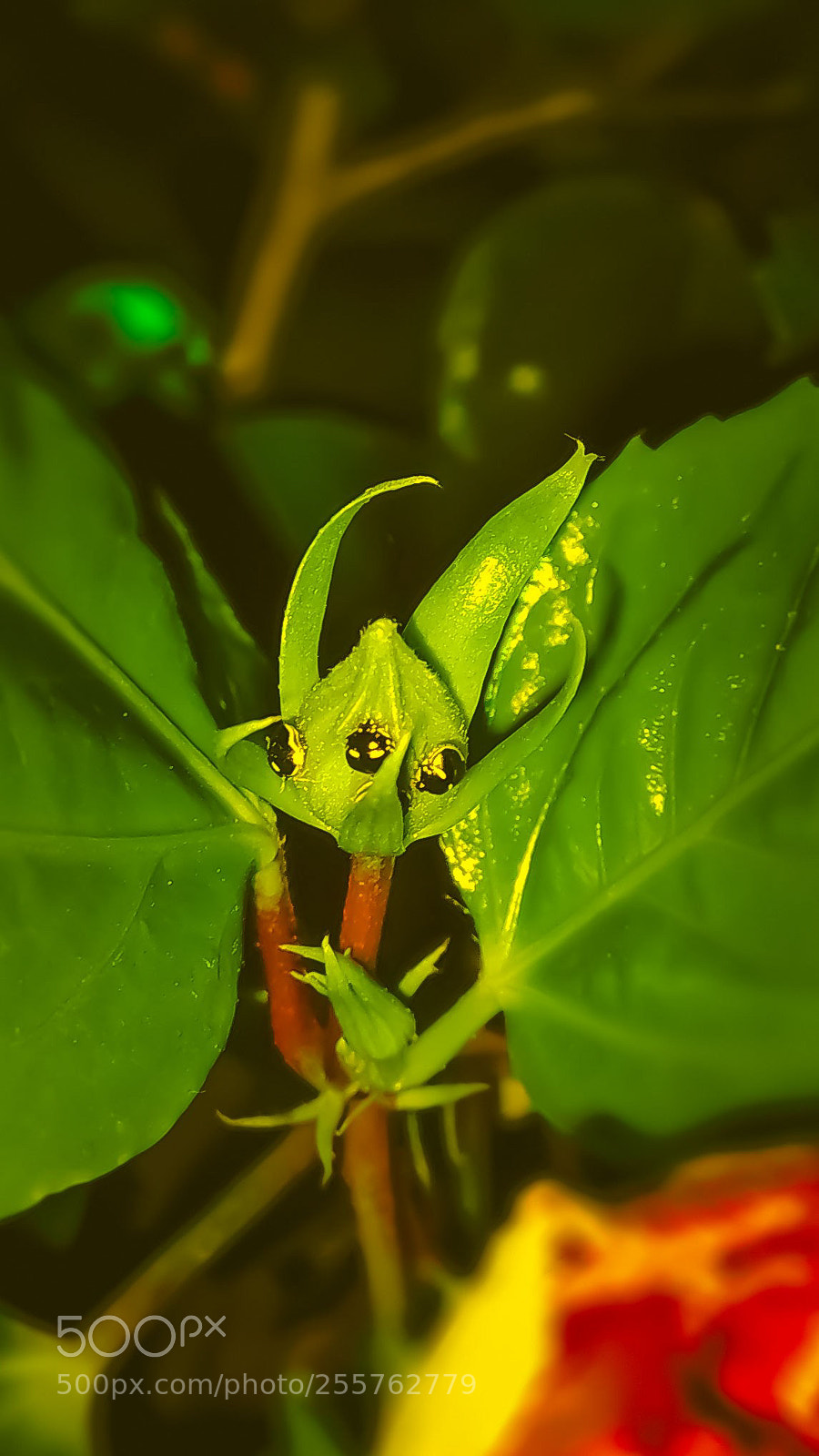 Xiaomi Redmi Note 4 sample photo. Untitled photography