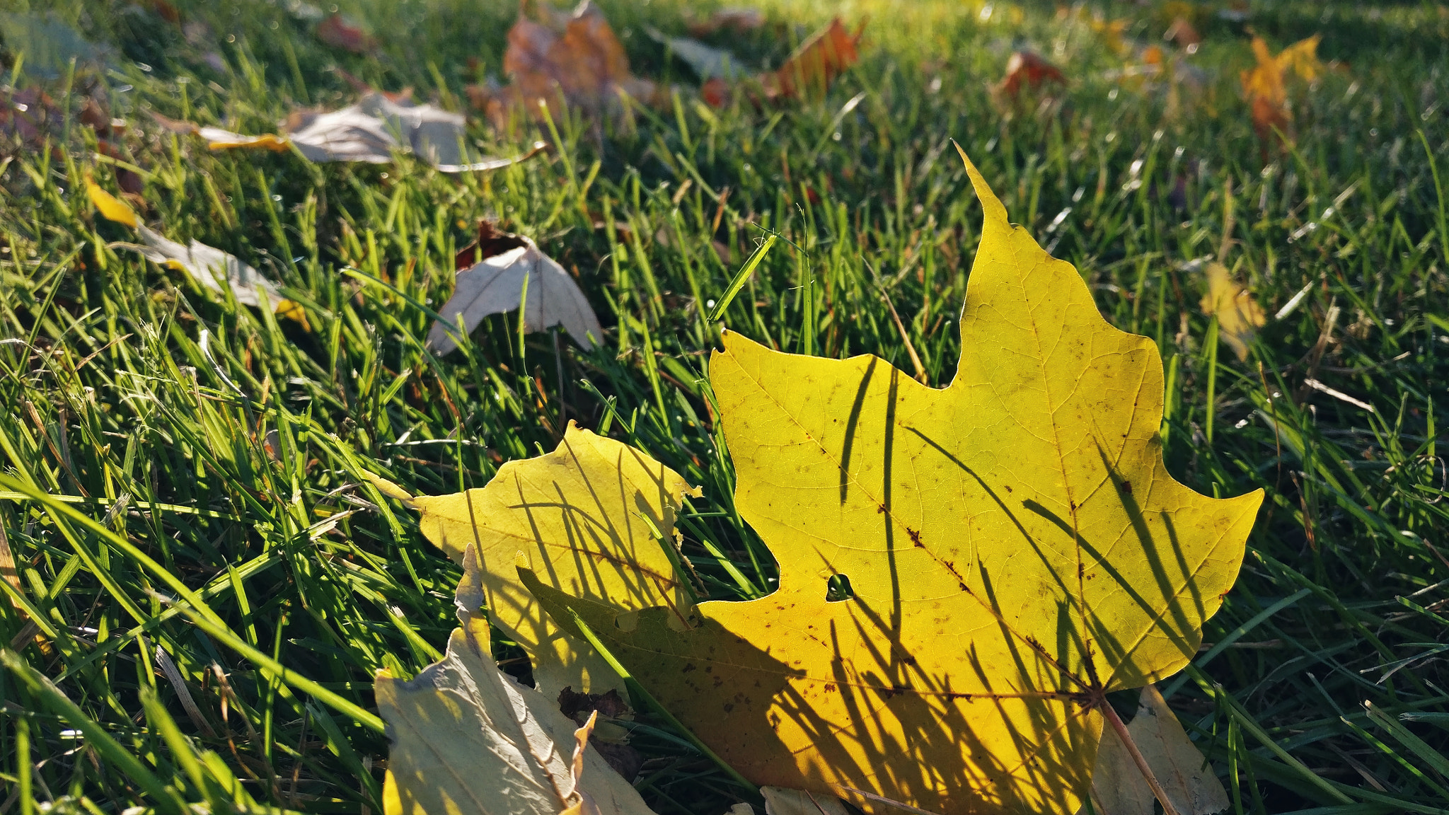 OnePlus A3000 sample photo. Autumn light ii photography
