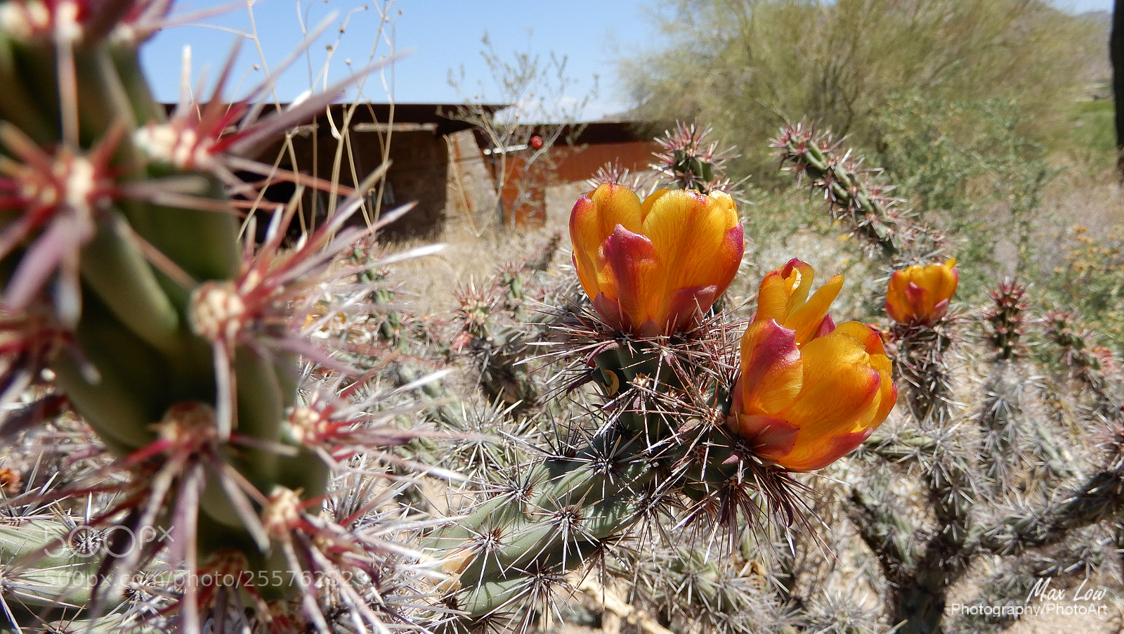 Nikon Coolpix A900 sample photo. Arizona weekend - 28 april 2018 photography