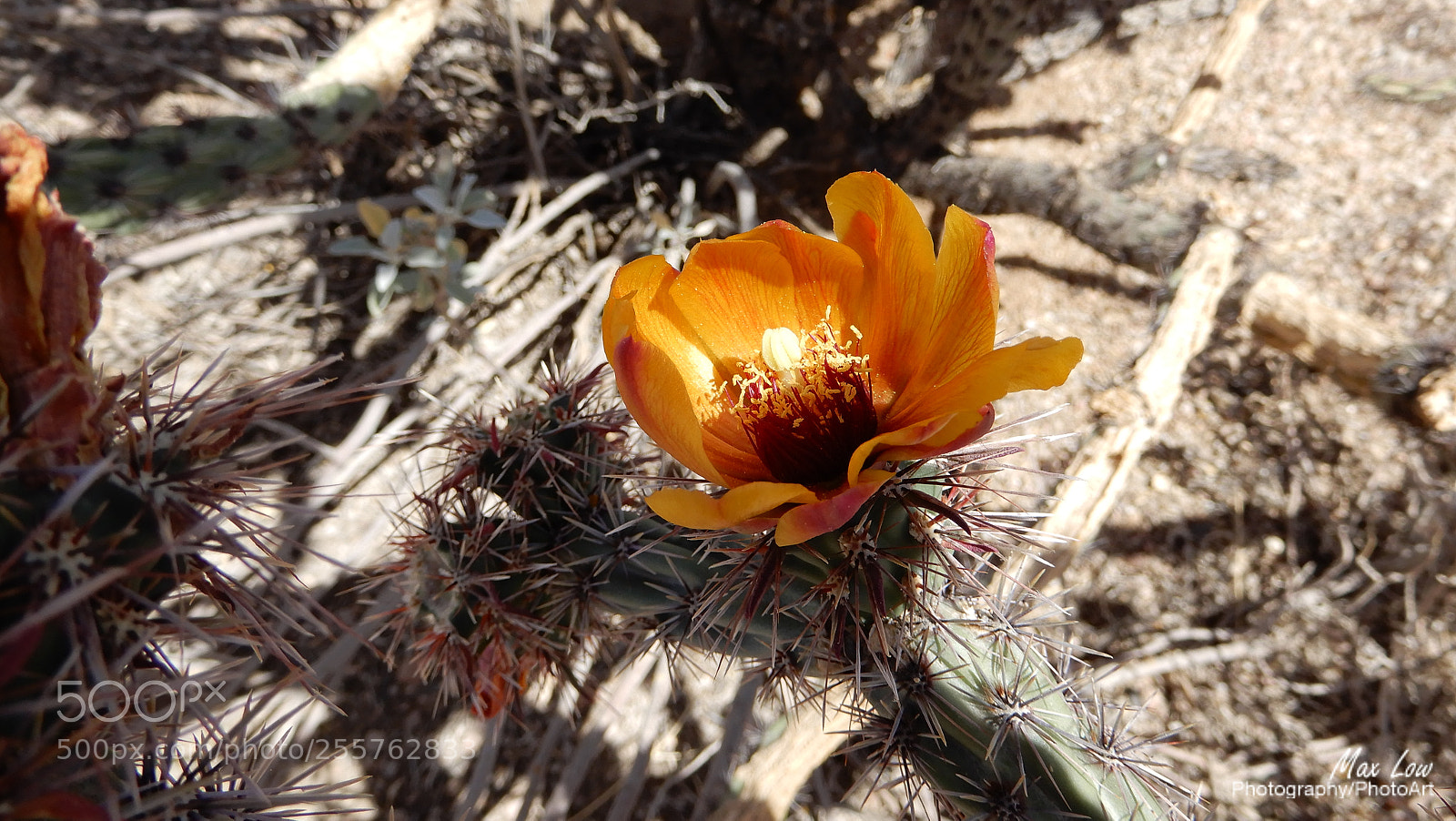 Nikon Coolpix A900 sample photo. Arizona weekend - 28 april 2018 photography