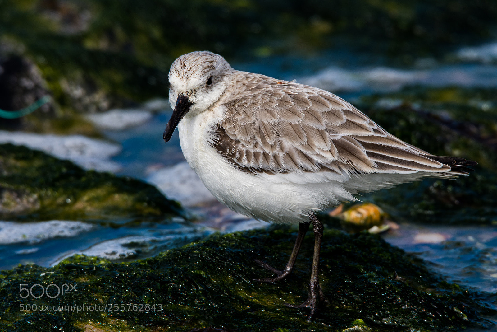 Nikon D7200 sample photo. Sandpiper photography