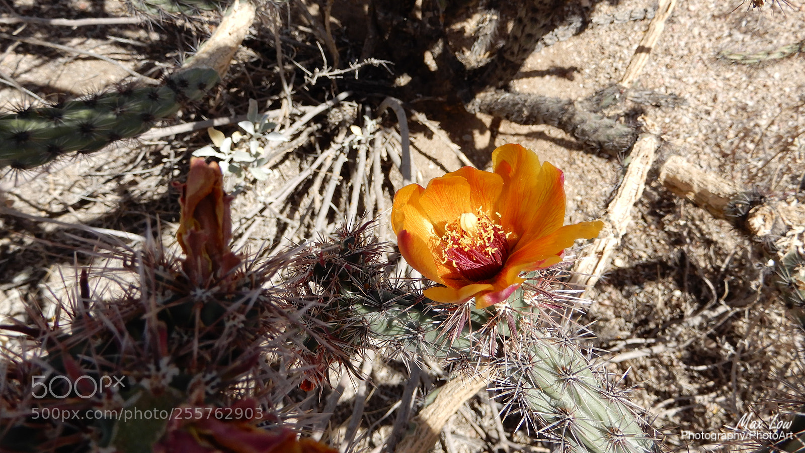 Nikon Coolpix A900 sample photo. Arizona weekend - 28 april 2018 photography