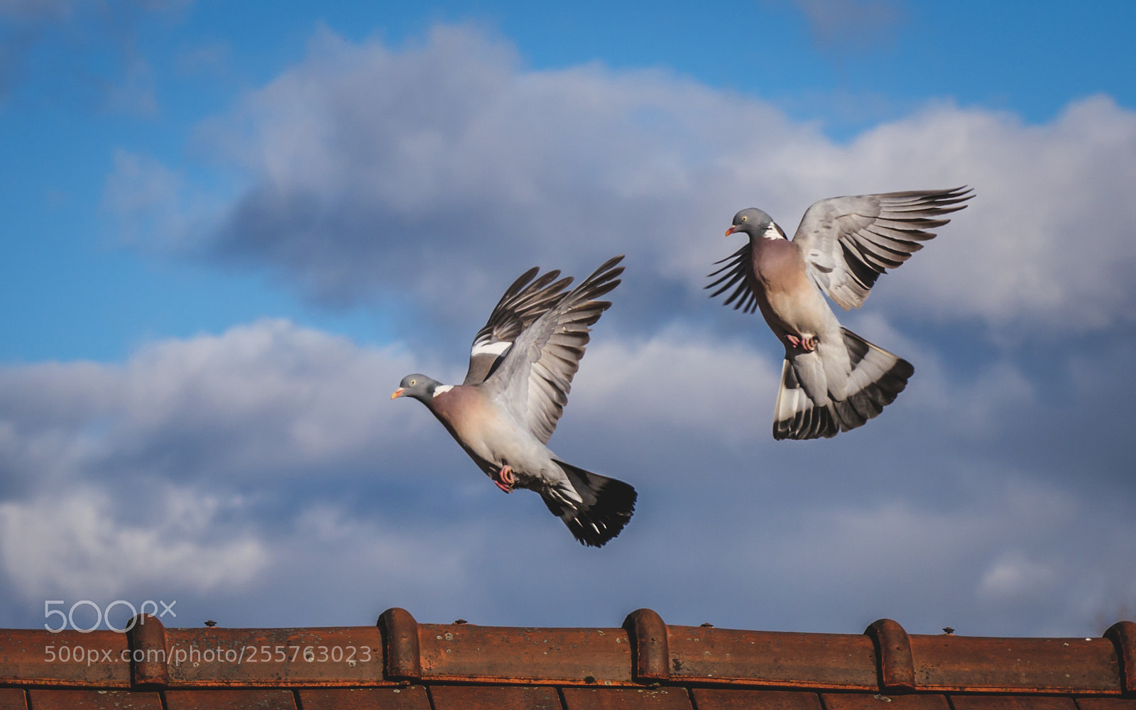 Panasonic Lumix DC-G9 sample photo. _1020853.jpg photography