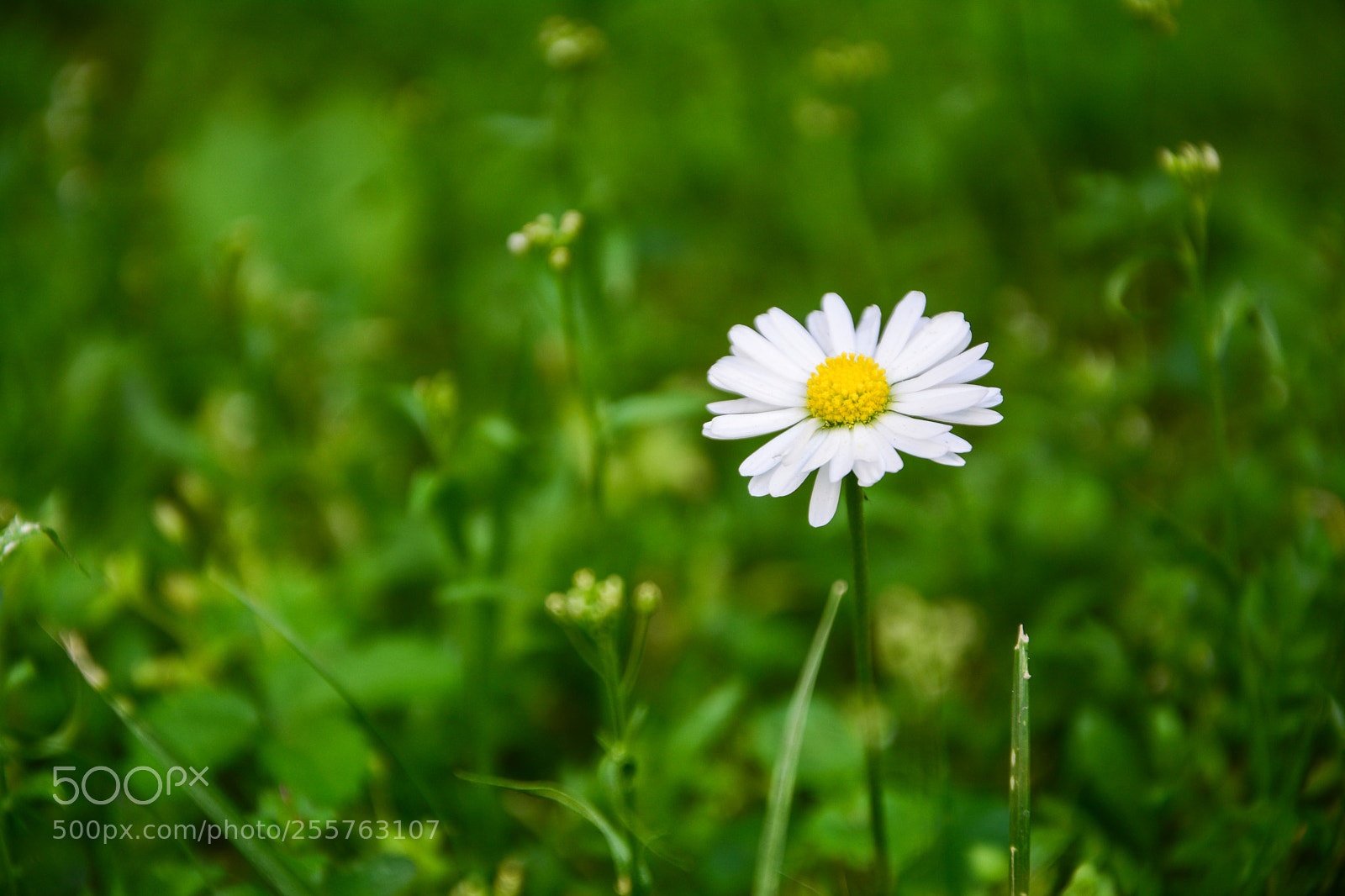 Nikon D7100 sample photo. Spring time photography