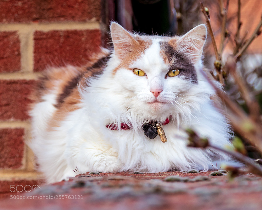 Canon EOS 77D (EOS 9000D / EOS 770D) sample photo. Poppy photography