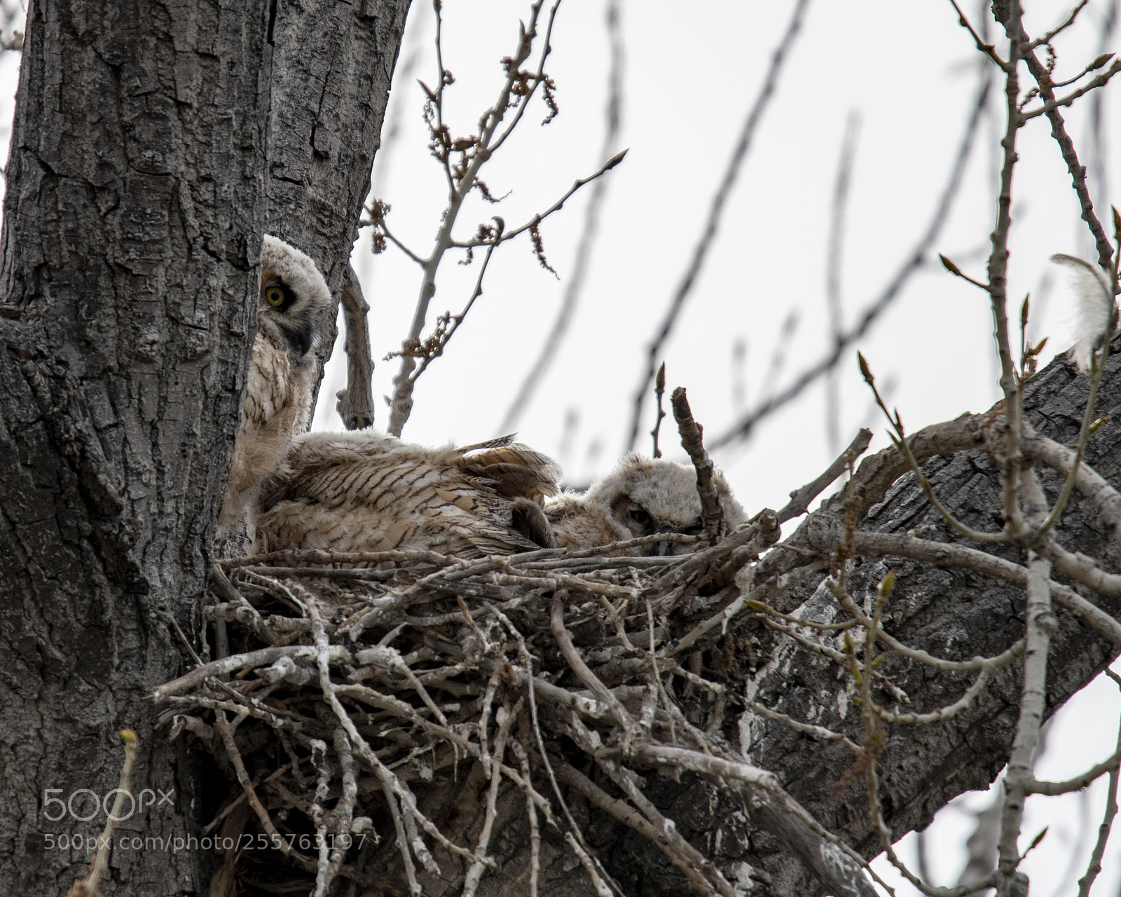 Nikon D500 sample photo. Untitled photography