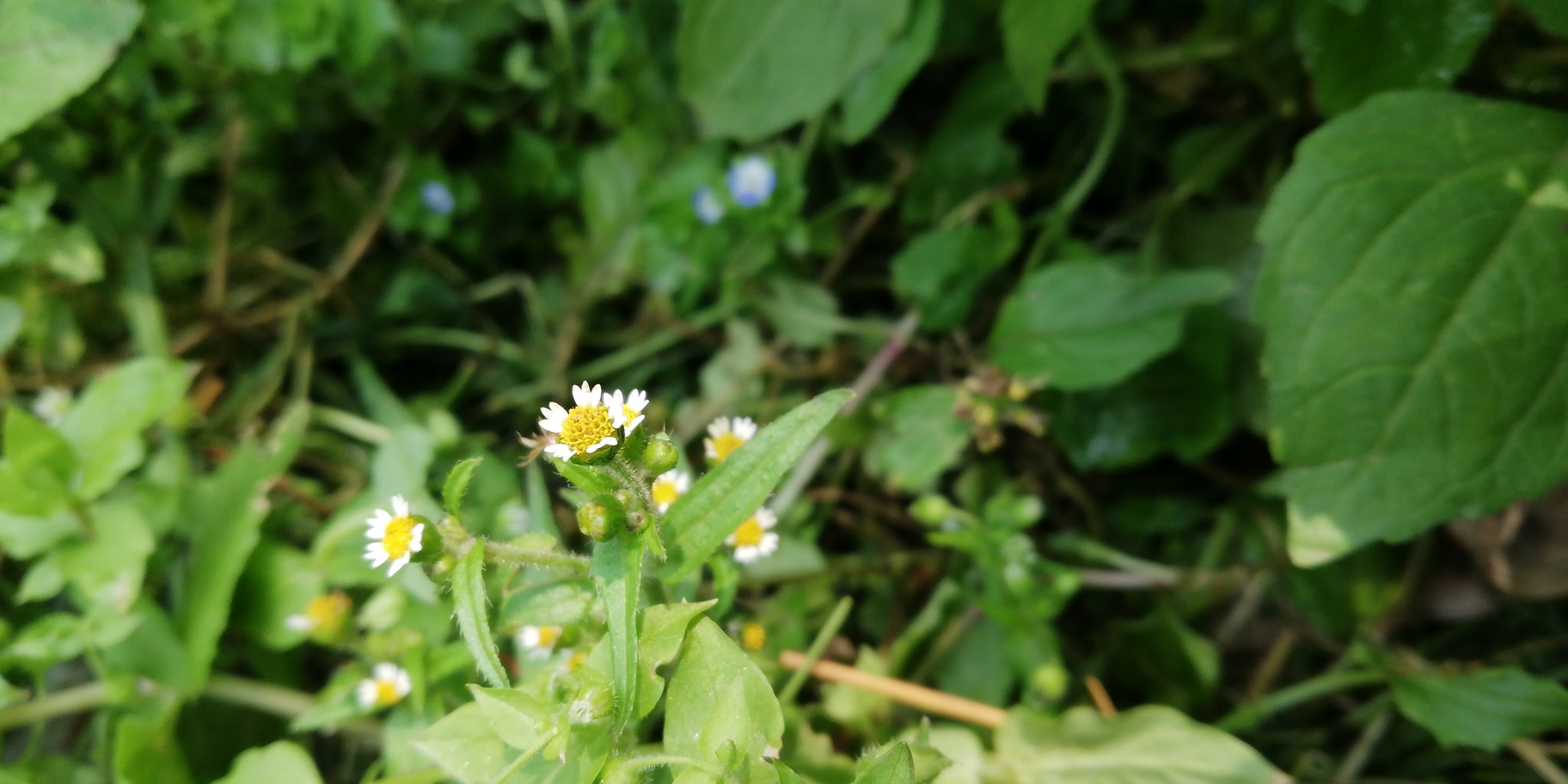 HUAWEI nova 2i sample photo. Micro photography