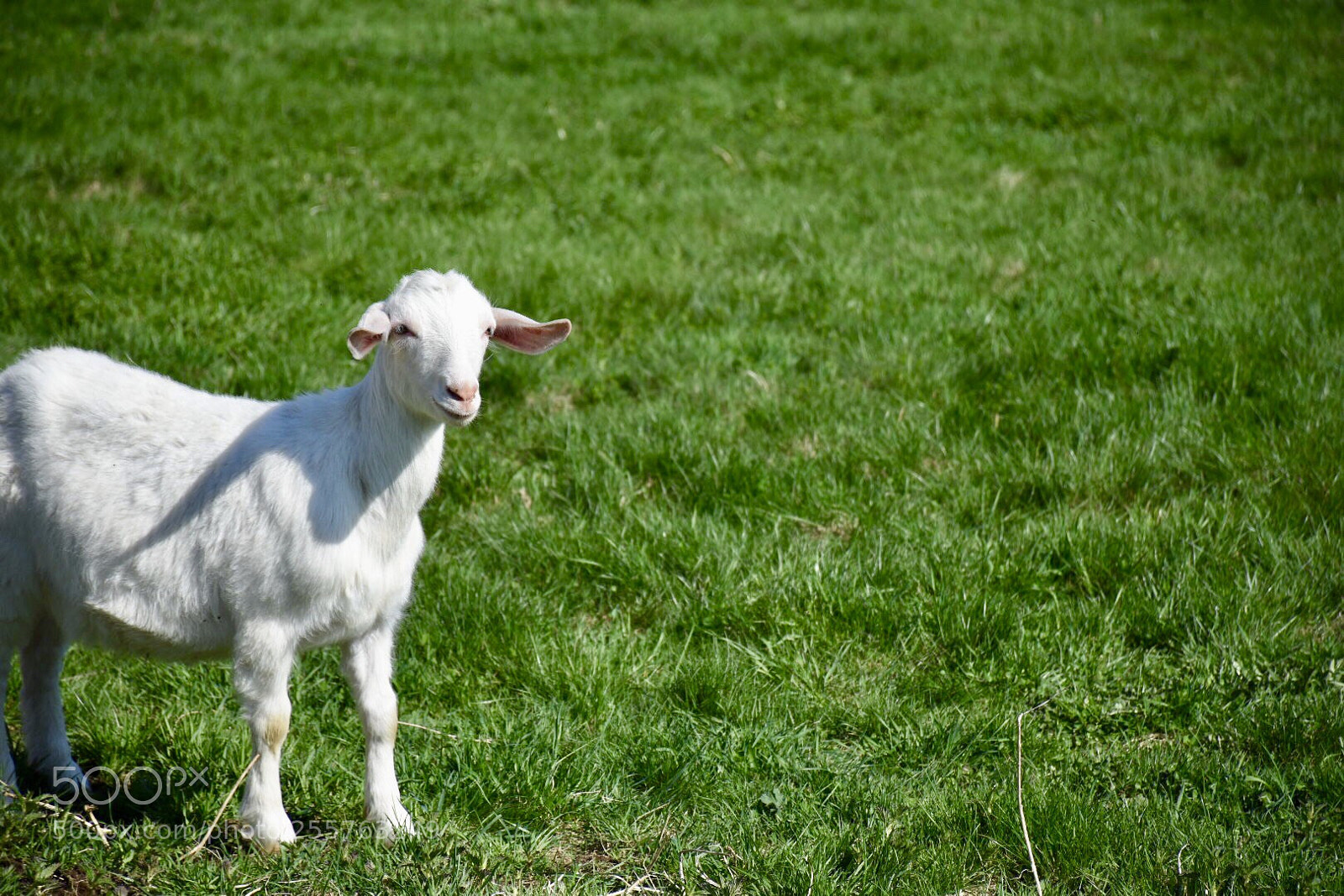 Nikon D7200 sample photo. Goat photography