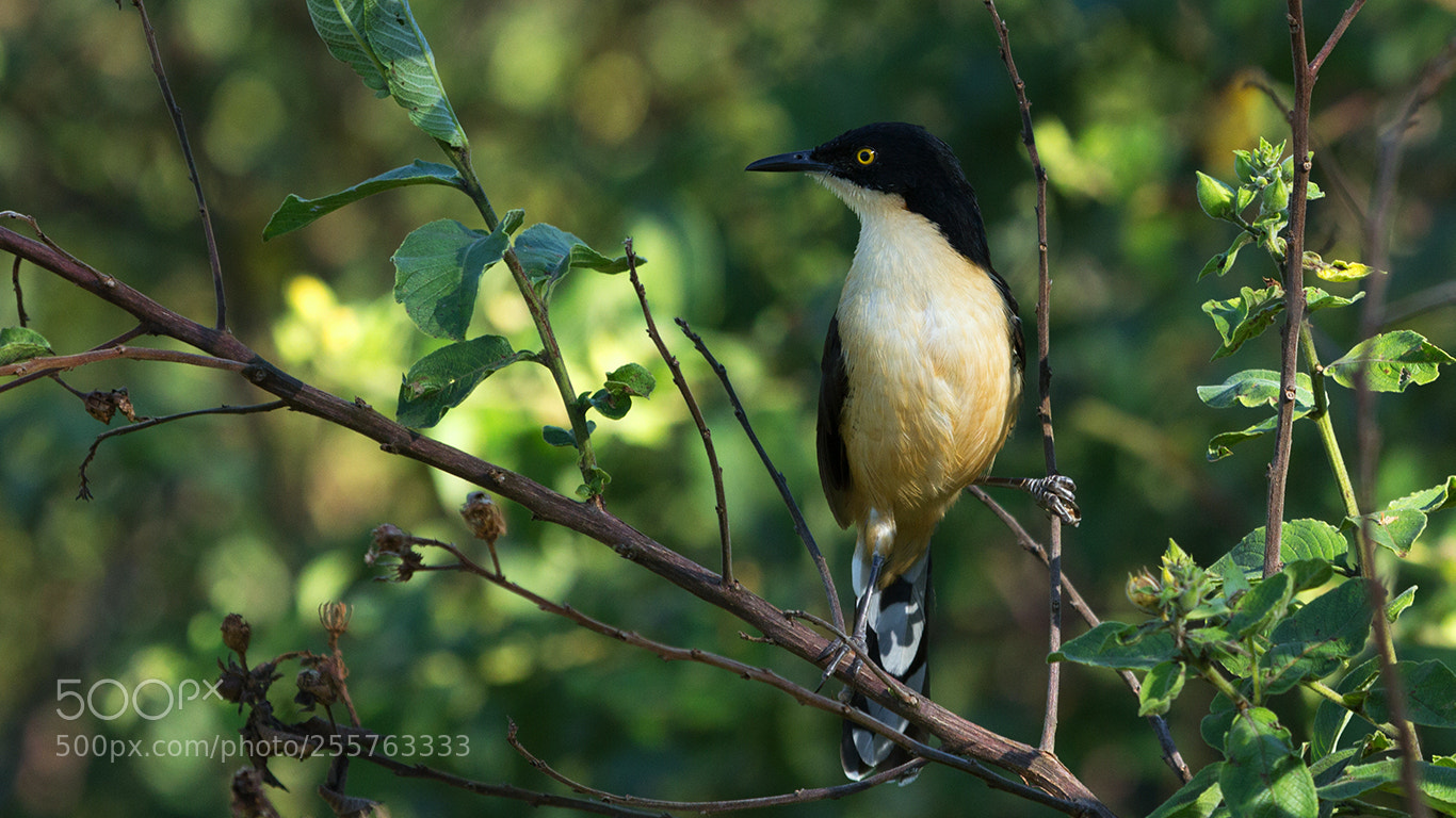 Canon EOS 60D sample photo. Black-capped donacobius photography