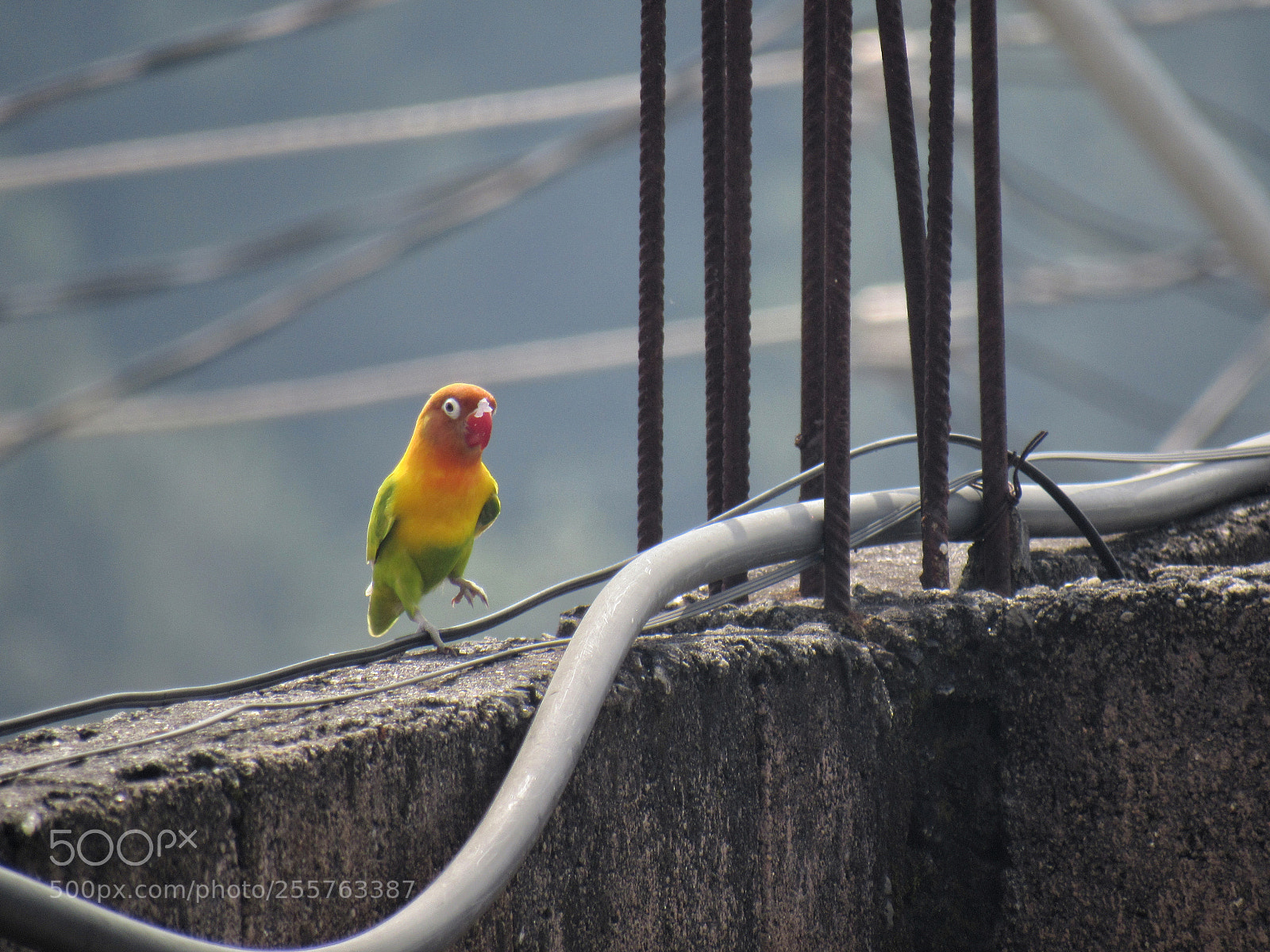 Canon PowerShot SX530 HS sample photo. Agapornis bird little dance photography