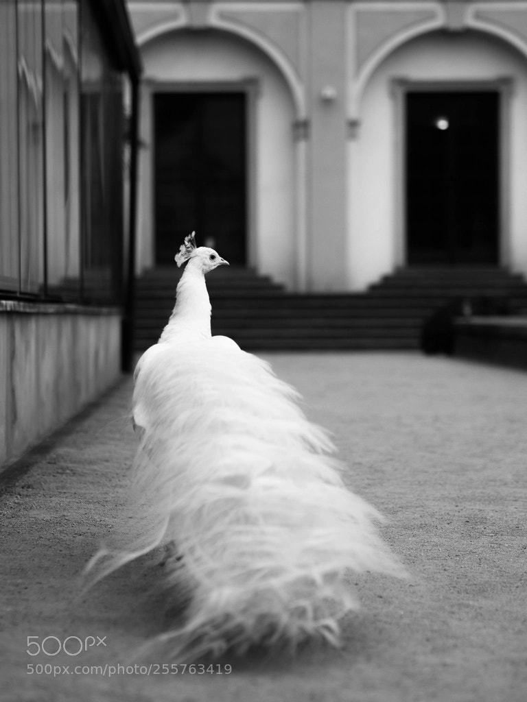 Olympus OM-D E-M5 sample photo. Bride photography