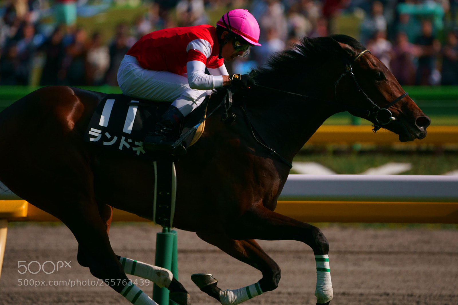 Sony a9 sample photo. Horse race photography
