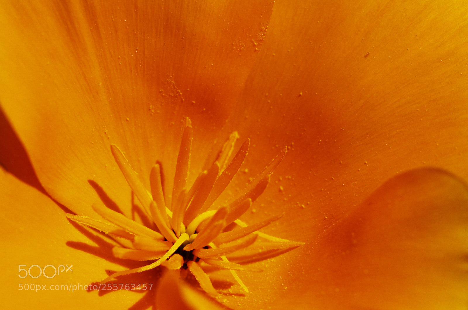 Canon EOS 50D sample photo. Orange spring photography