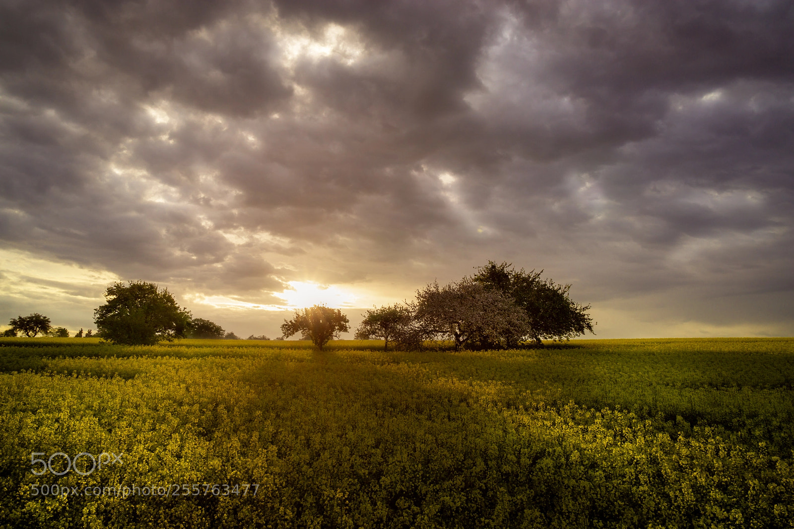 Sony a6000 sample photo. Wide view over yellow photography