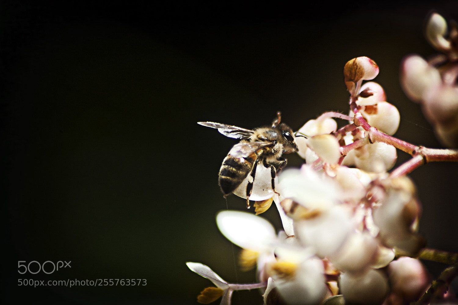 Canon EOS 5D Mark II sample photo. Untitled photography